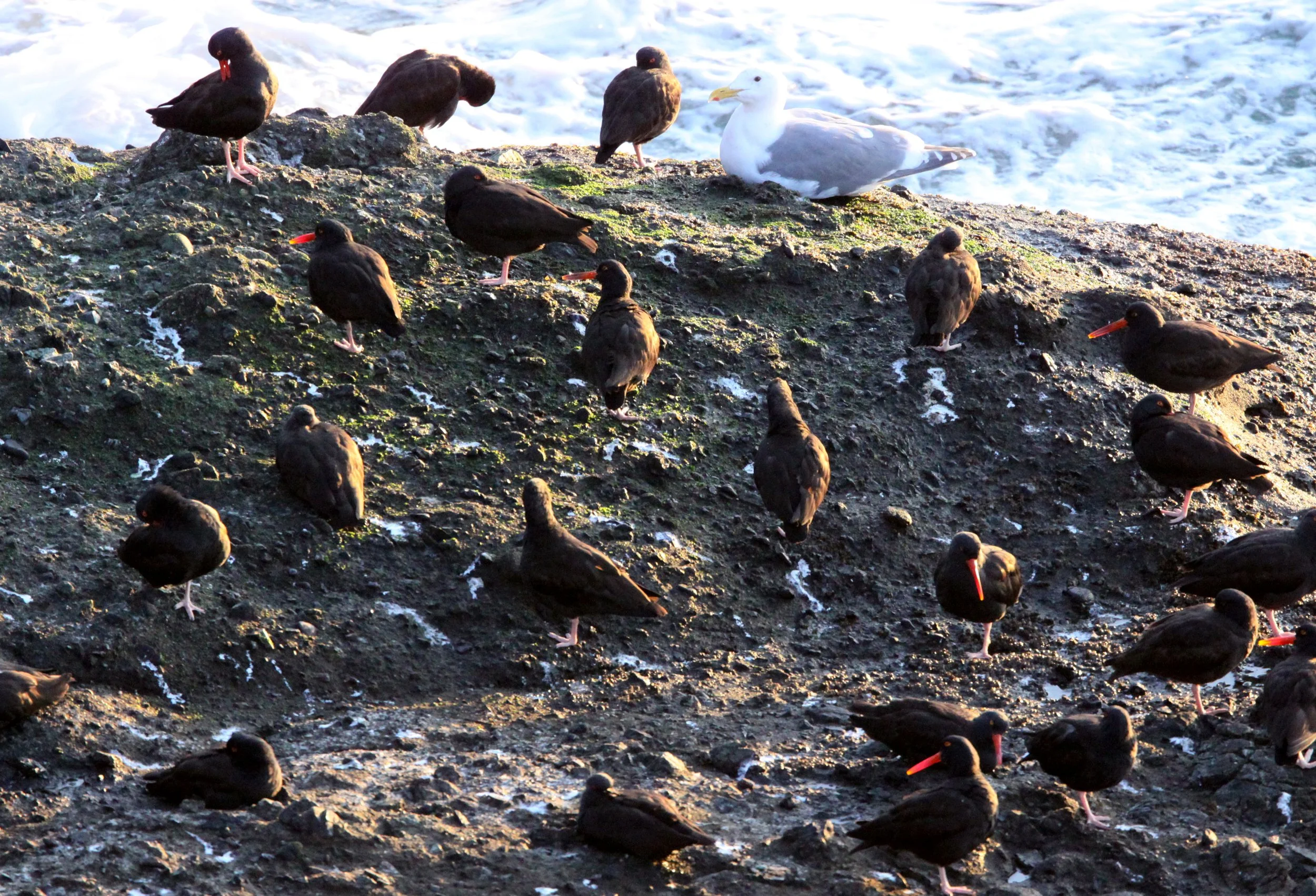 Black Oystercatcher (Haematopus bachmani) Cape Flattery Washington (2).JPG