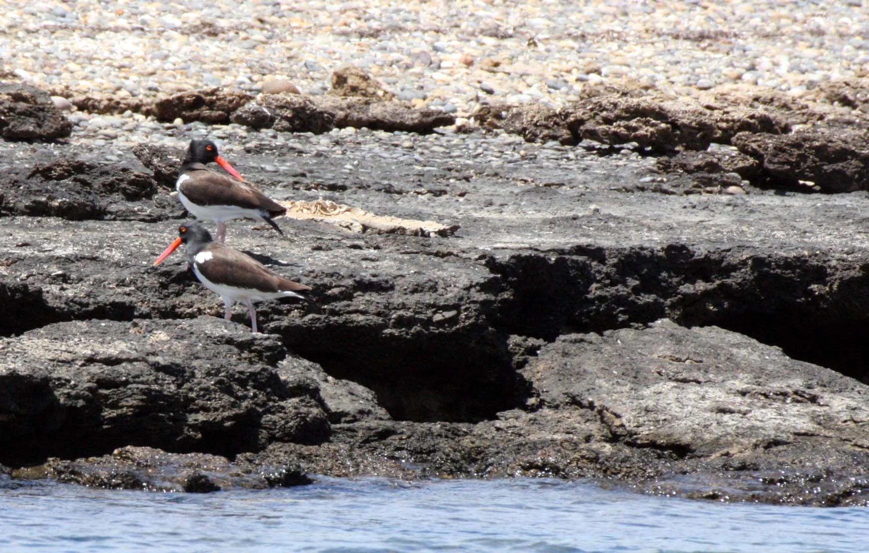 American Oystercatcher (Haematopus palliatus) San Ignacio Lagoon Baja Mexico (5).JPG