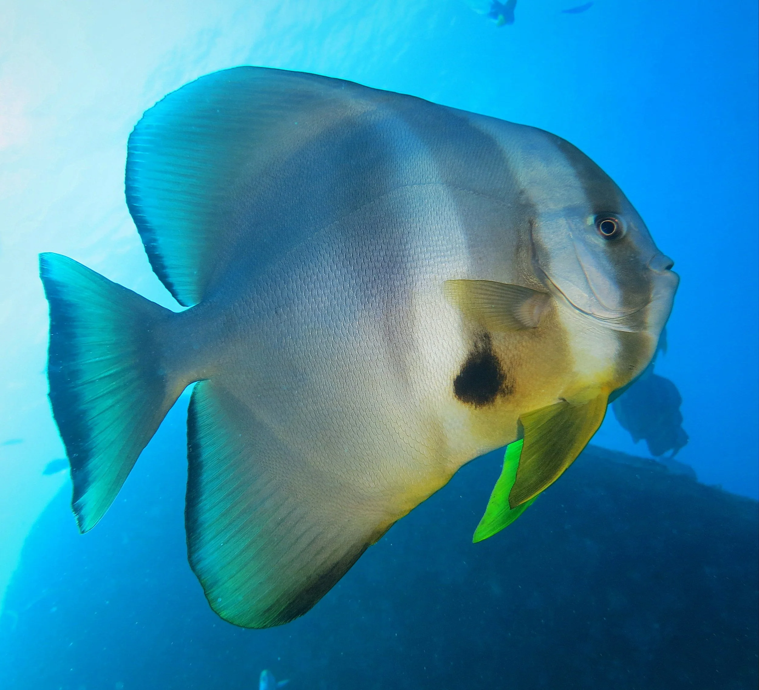 Ephippidae - Platax teira - Batfish - Similans Thailand