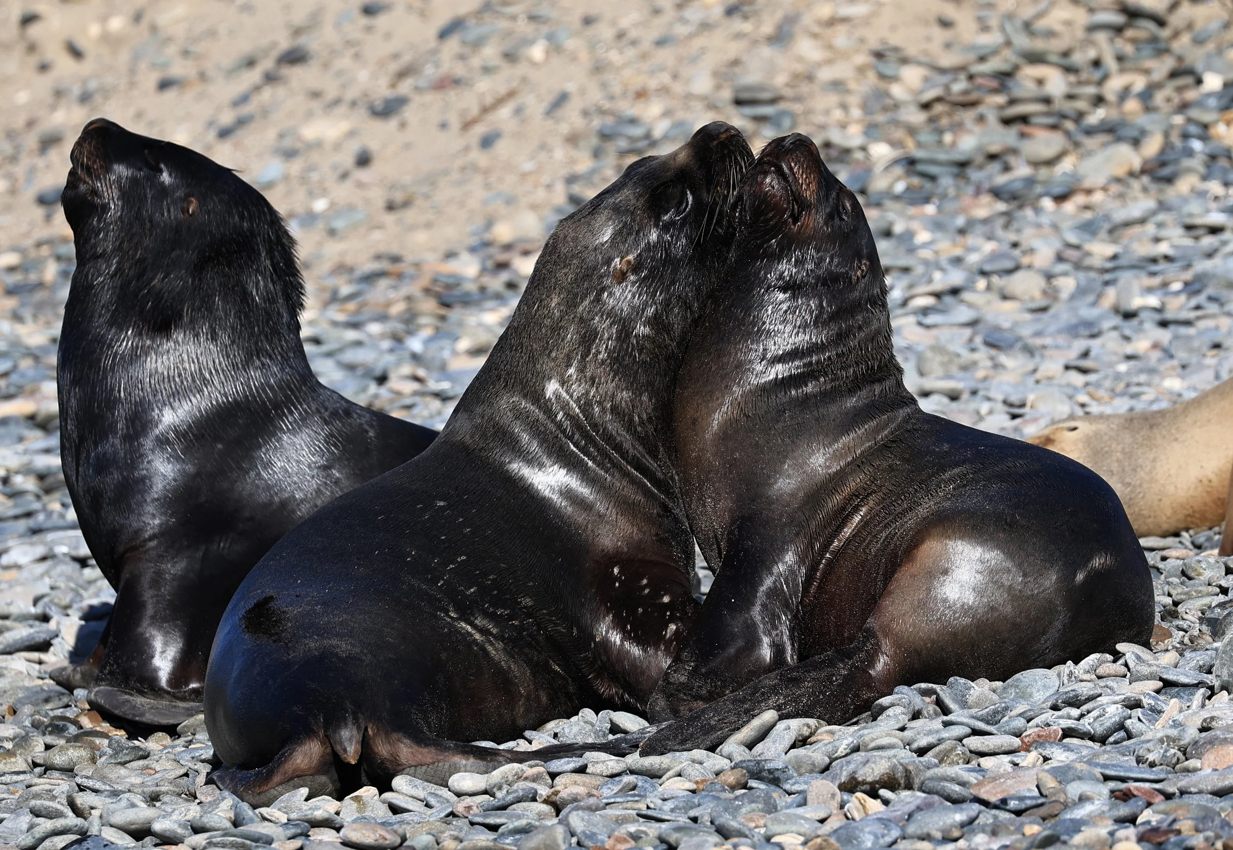 South American Sea Lion (Otaria flavescens) Puerto Rawson Argentina (37).jpg