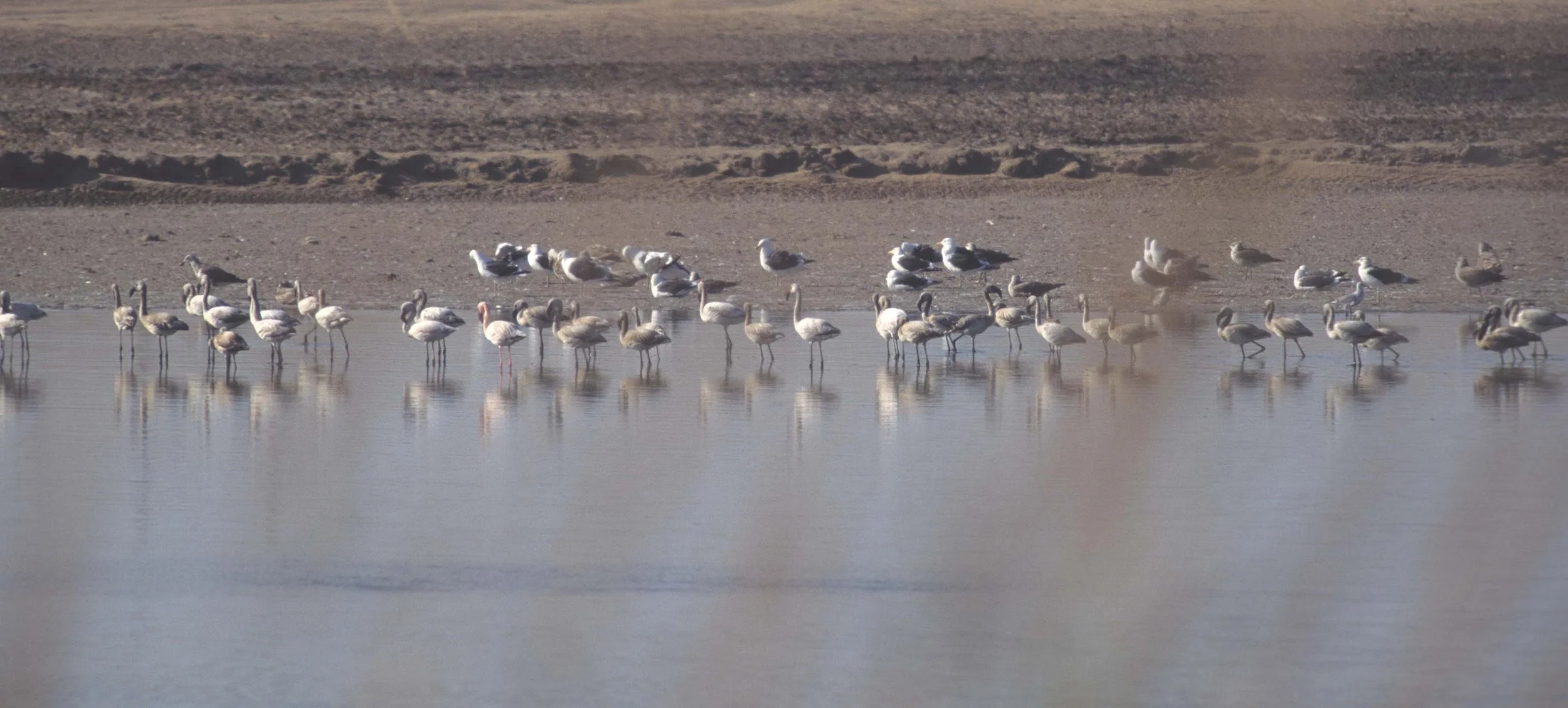 BIRDS - FLAMINGO - GREATER - NAMIBIA COAST 4.jpg