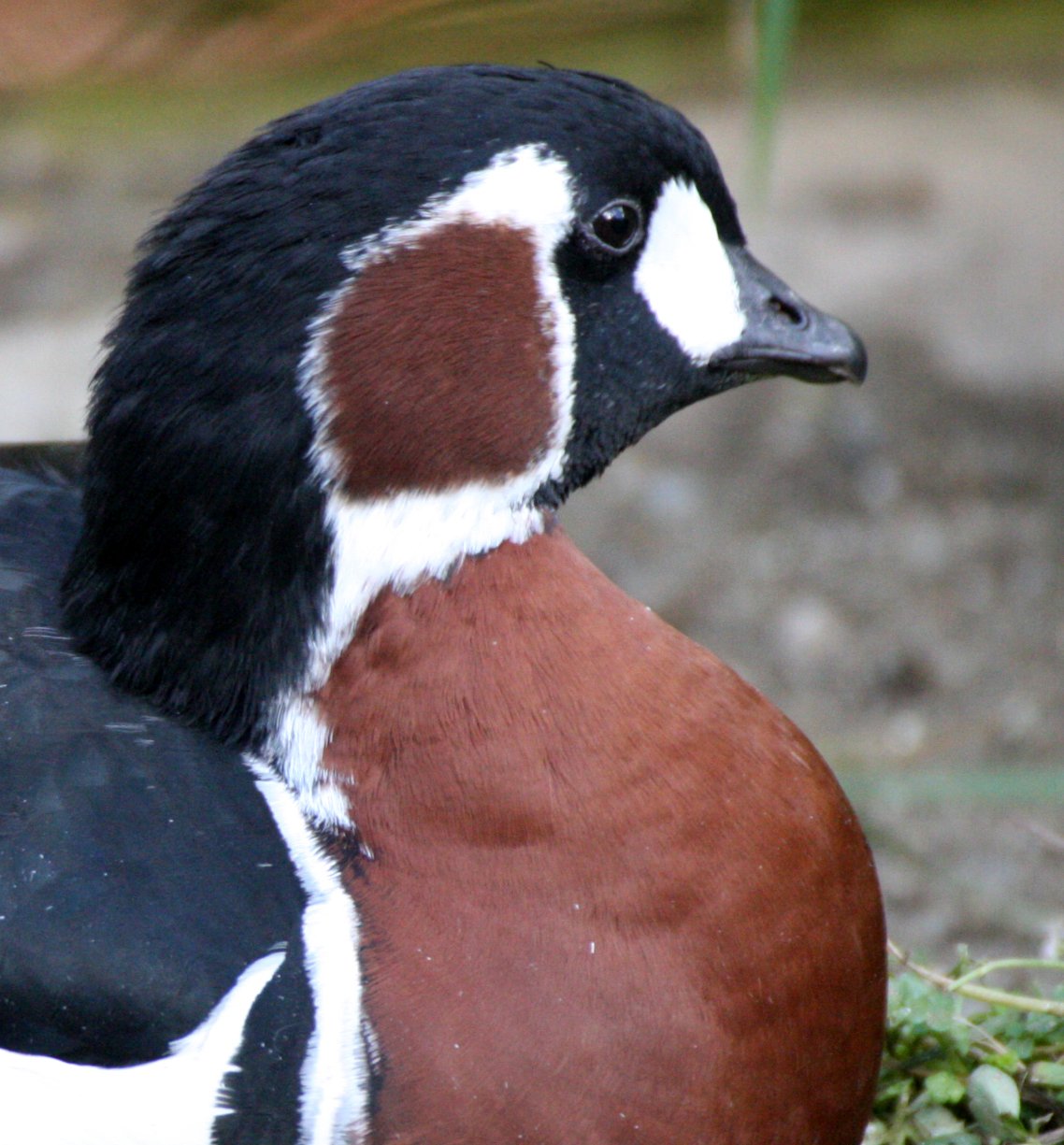 BIRD - GOOSE - RED-BREASTED GOOSE - WOODLAND (4).JPG