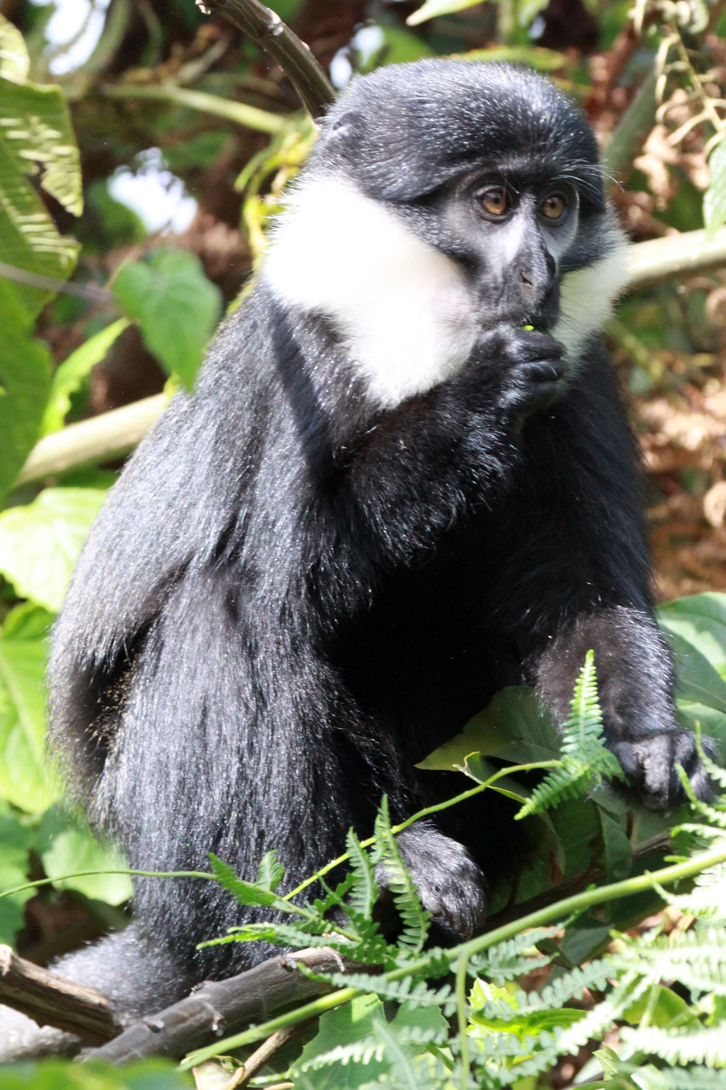 CERCOPITHECIDAE - Allochrocebus lhoesti - L'HOEST'S MONKEY - NYUNGWE NATIONAL PARK RWANDA 2012 (653).JPG