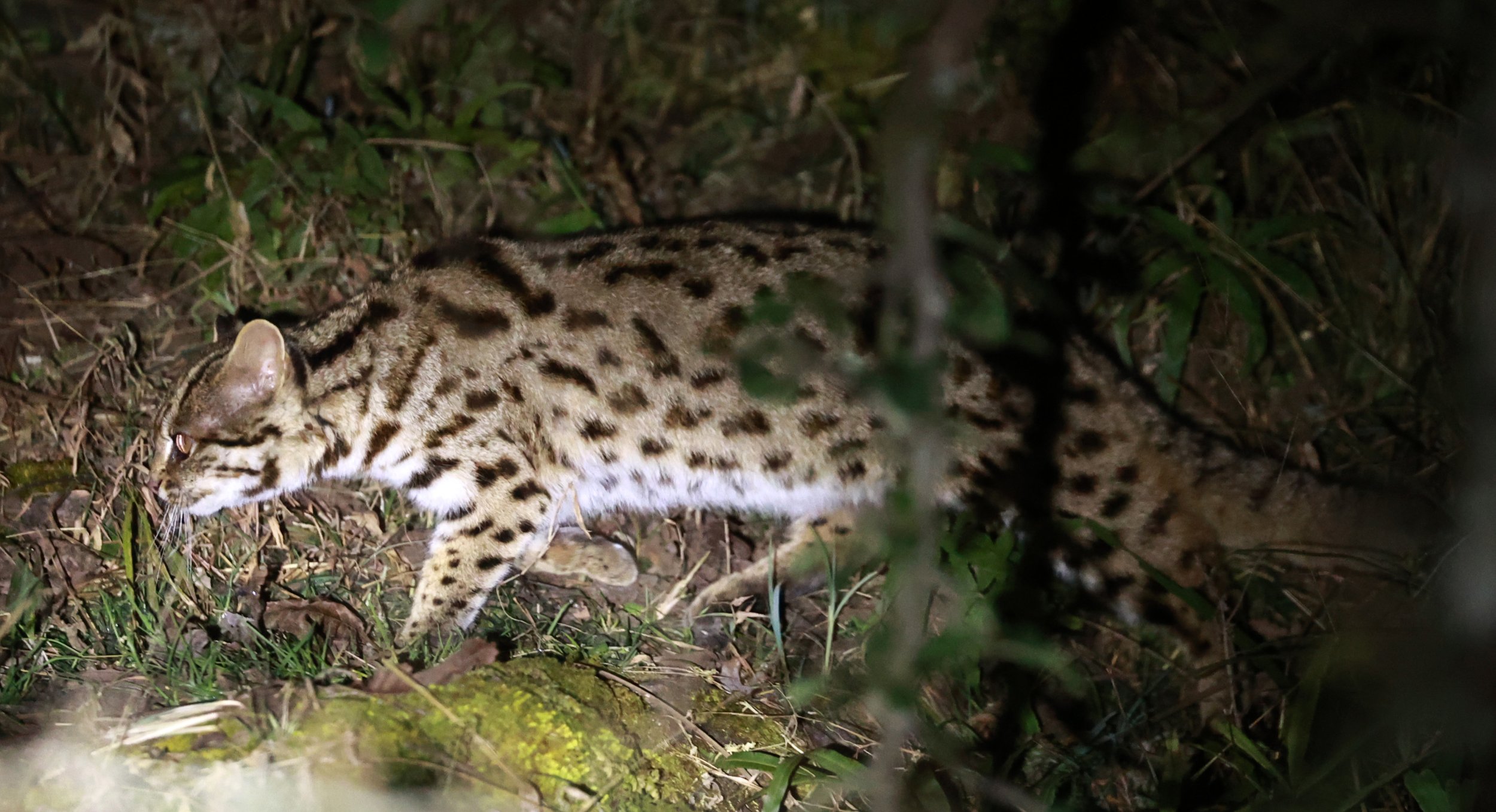 Mainland Leopard Cat (Prionailurus bengalensis) Tangjiahe National Nature Reserve, Sichuan China (34).jpg