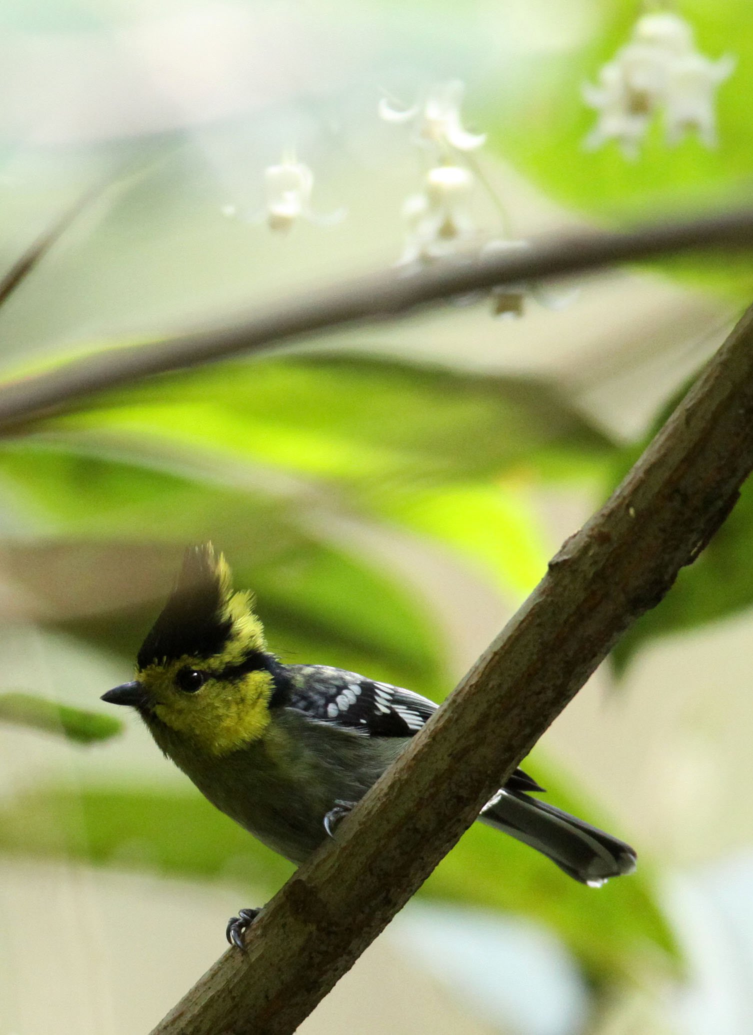Yellow-cheeked Tit (Machlolophus spilonotus) Wuliangshan Nature Reserve, Yunnan China (3).JPG