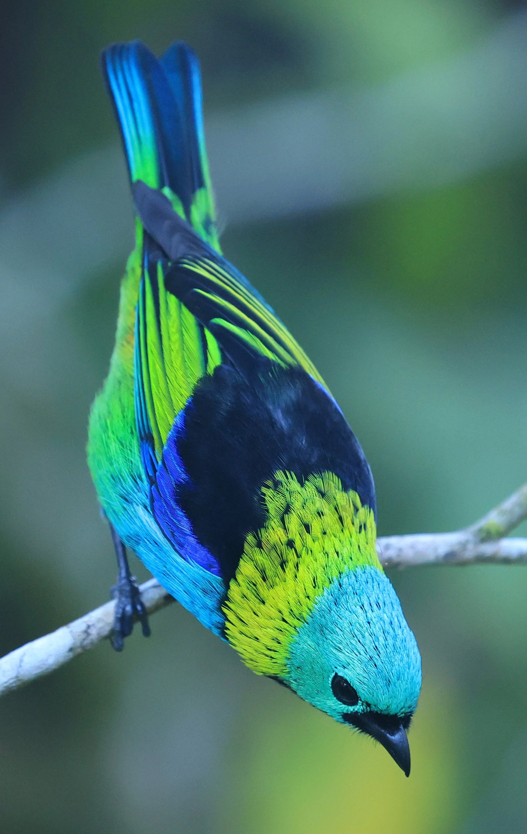 Green-headed Tanager (Tangara seledon)  Superagui National Park, Brazil (196).jpg