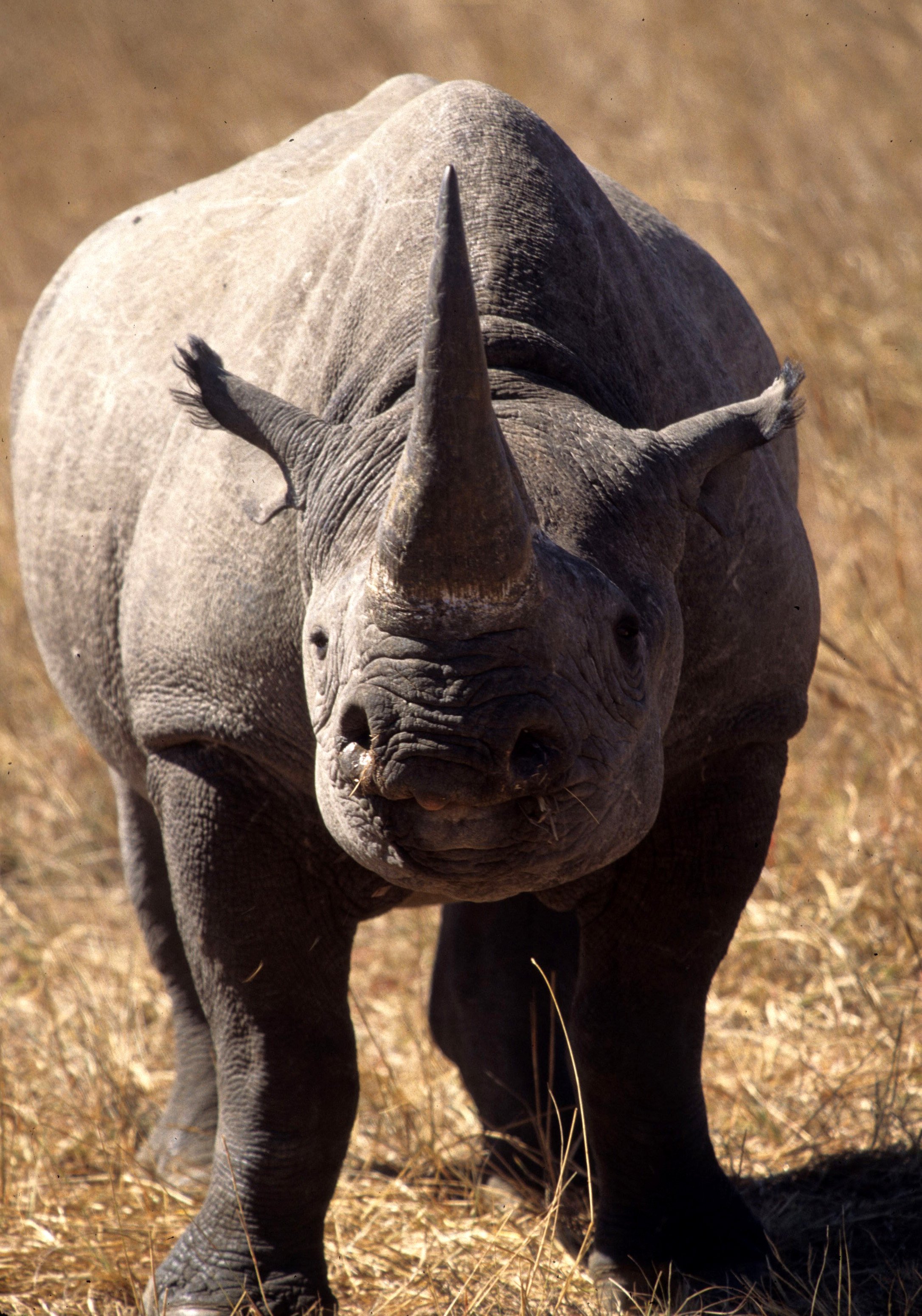 Diceros bicornis minor - SOUTH-CENTRAL BLACK RHINO - ZIMBABWE HWANGE (1).jpg