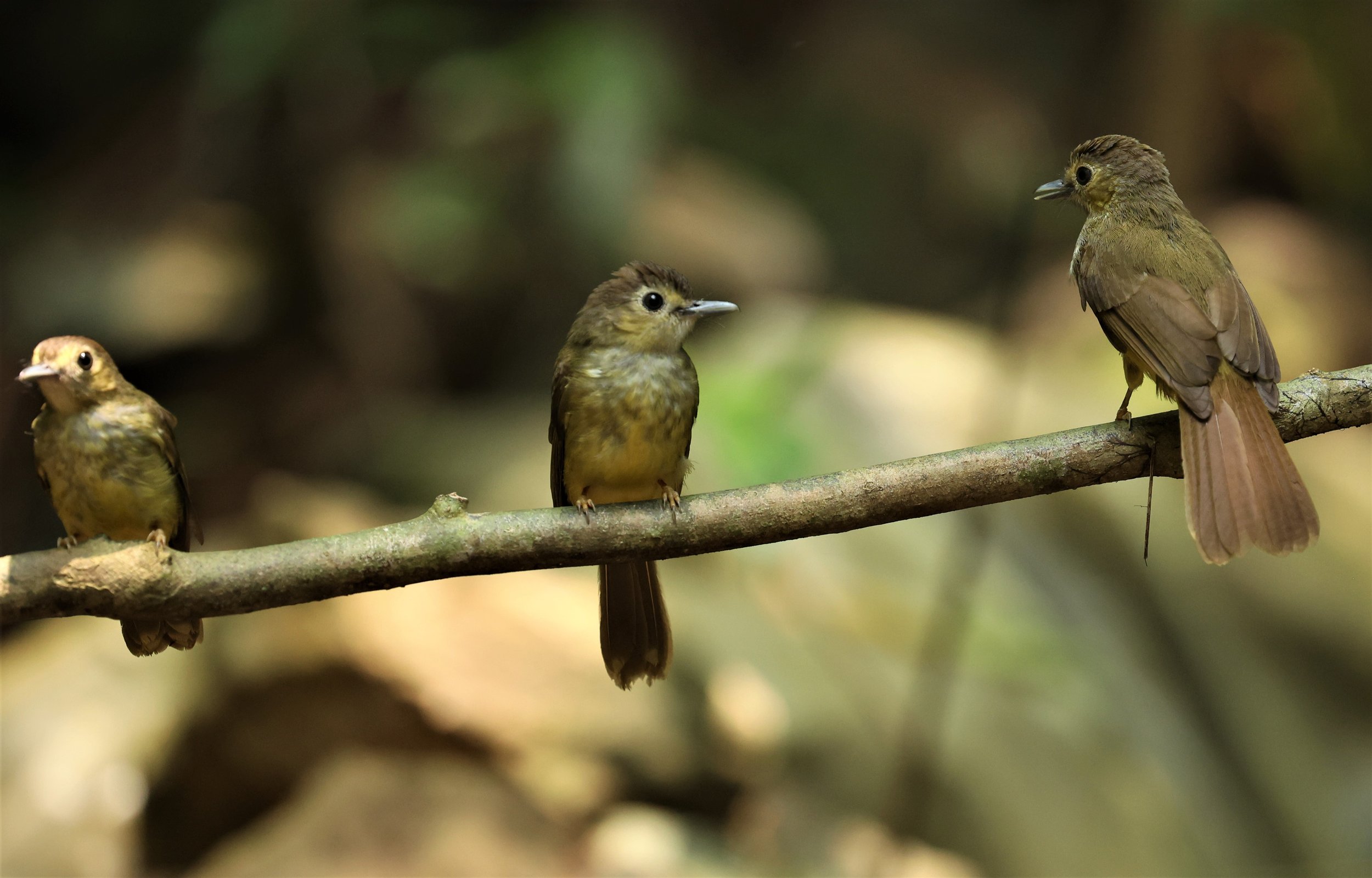 BULBUL - HAIRY-BACKED BULBUL - Tricholestes criniger - KRUNG CHING, KHAO LUANG NP NST, APRIL 2022 (16).jpg