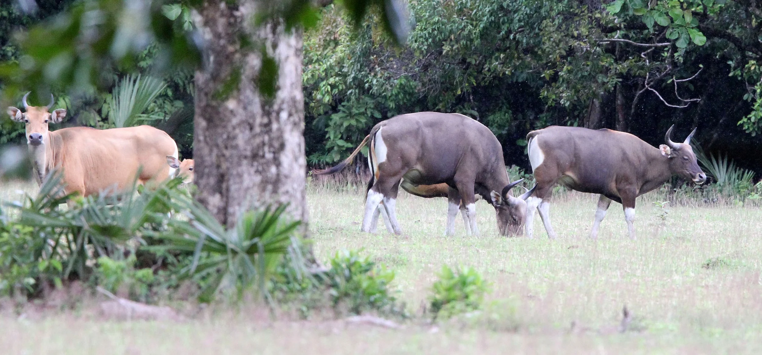 BANTENG - JAVA BANTENG - Bos javanicus javanicus - UJUNG KULON NATIONAL PARK JAVA BARAT INDONESIA (17).JPG