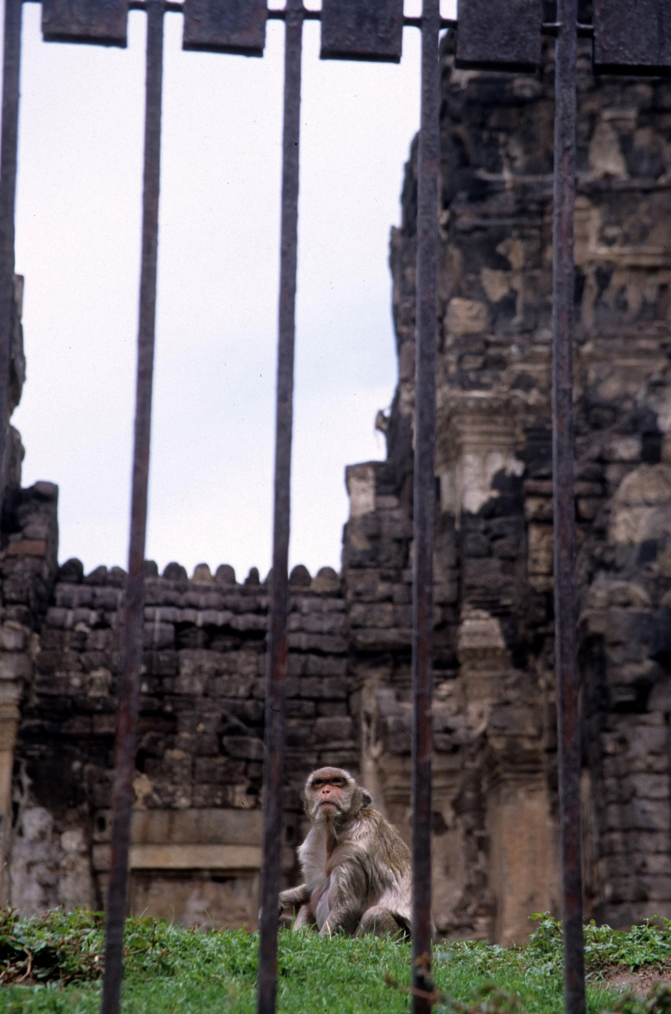 LOPBURI - MONKEY TEMPLE B.jpg