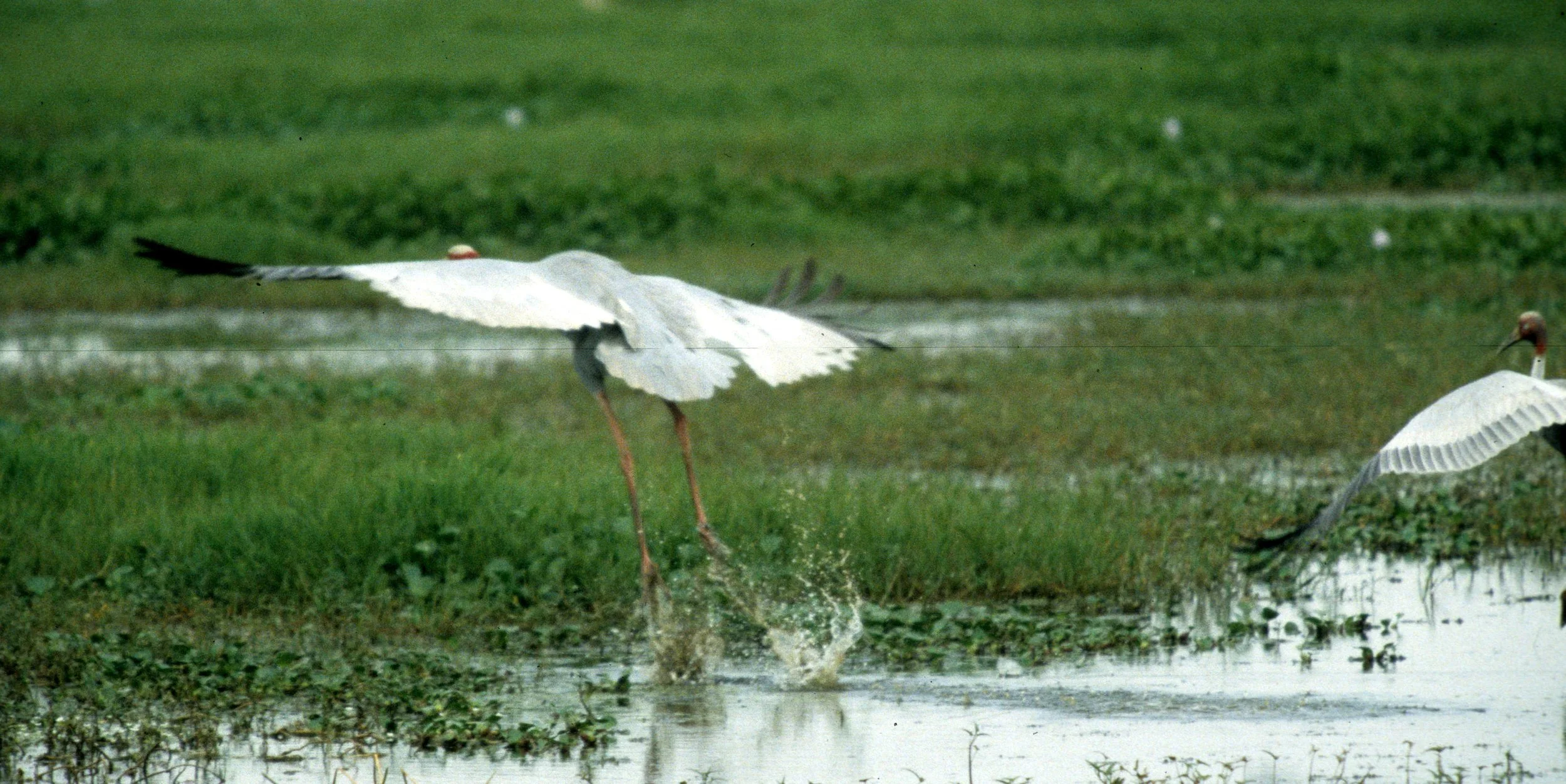 BIRD - CRANE - SARUS CRANE - KALEODEO INDIA D.jpg