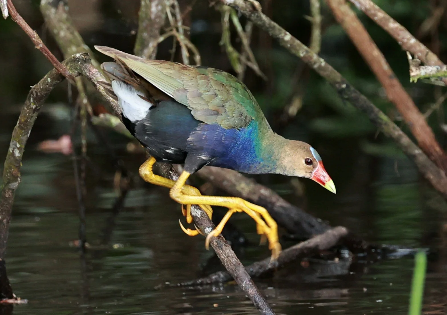 Gallinule - Purple Gallinule - Porphyrio martinica - Estancia, Sergipe & Northern Bahia State, Brazil (23).jpg