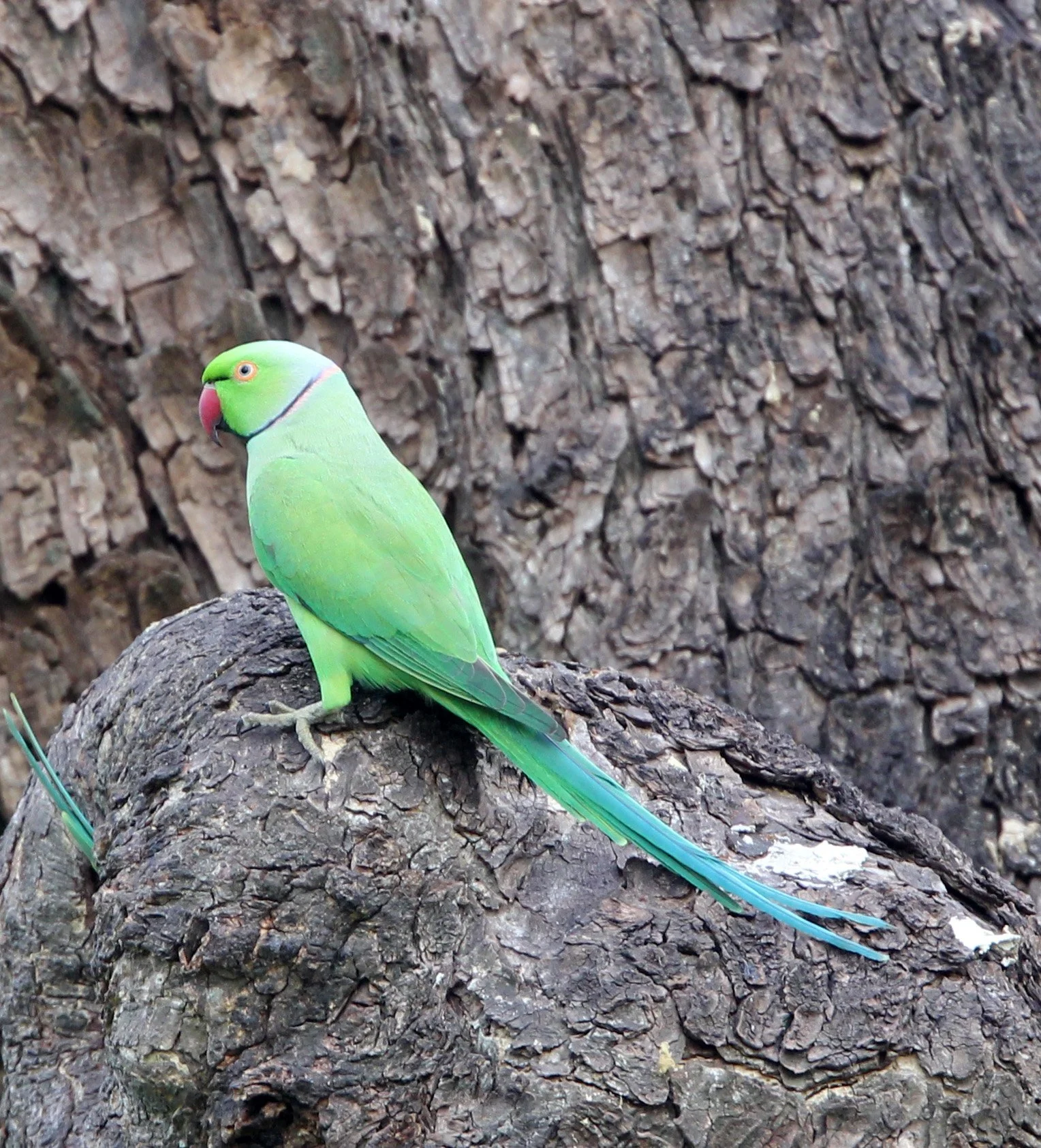 BIRD - PARAKEET - ALEXANDRINE PARAKEET - UDAWALAWA NATIONAL PARK SRI LANKA (5).JPG