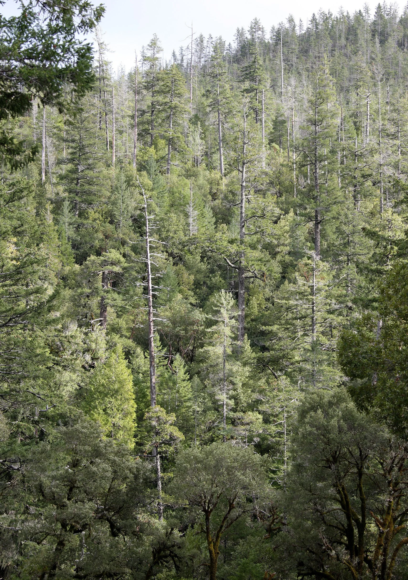 JEDIDIAH SMITH REDWOODS STATE PARK CALIFORNIA.JPG