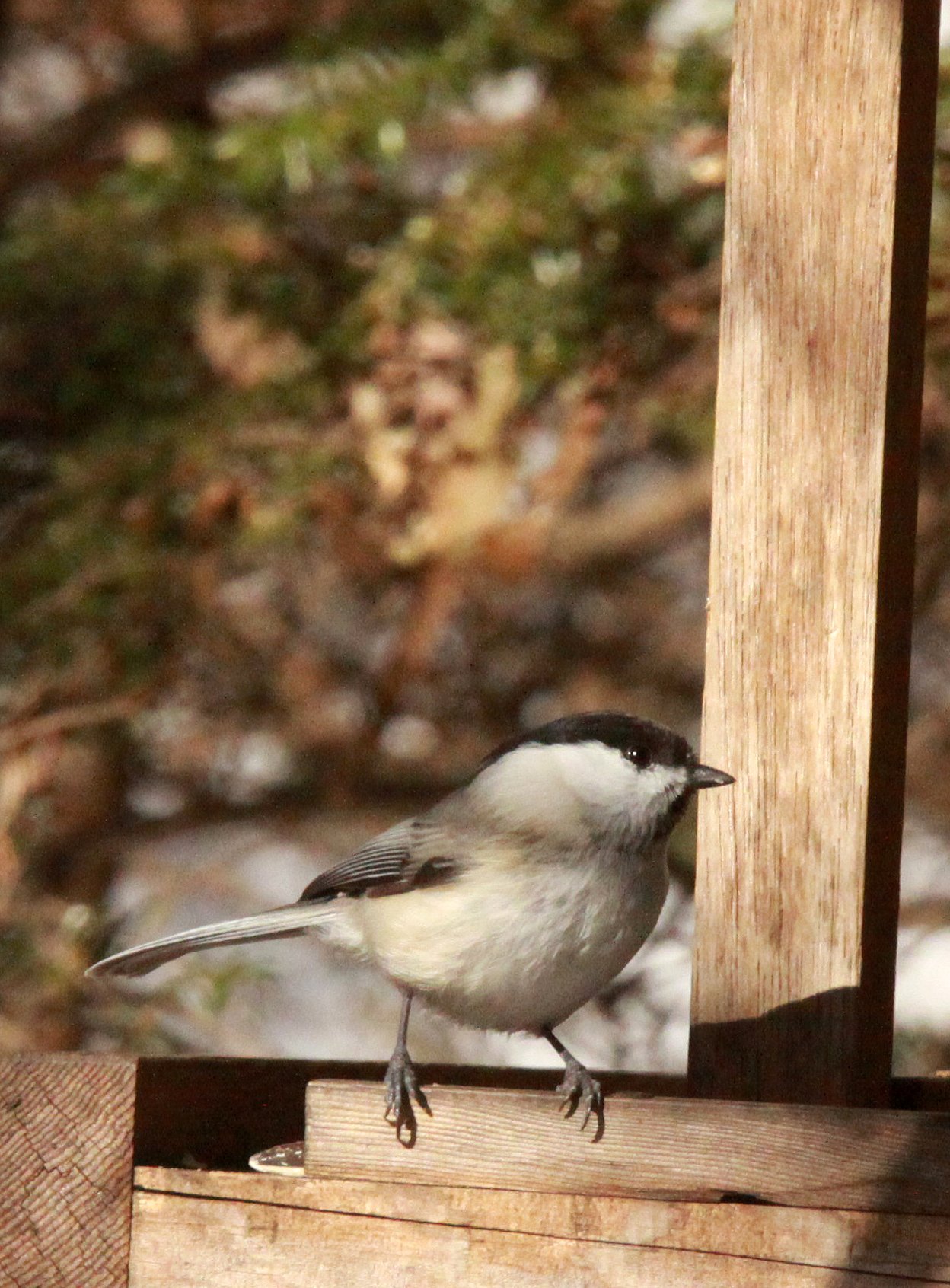 Willow Tit (Poecile montanus) Shiobutsu Onsen Karuizawa Japan (7).JPG