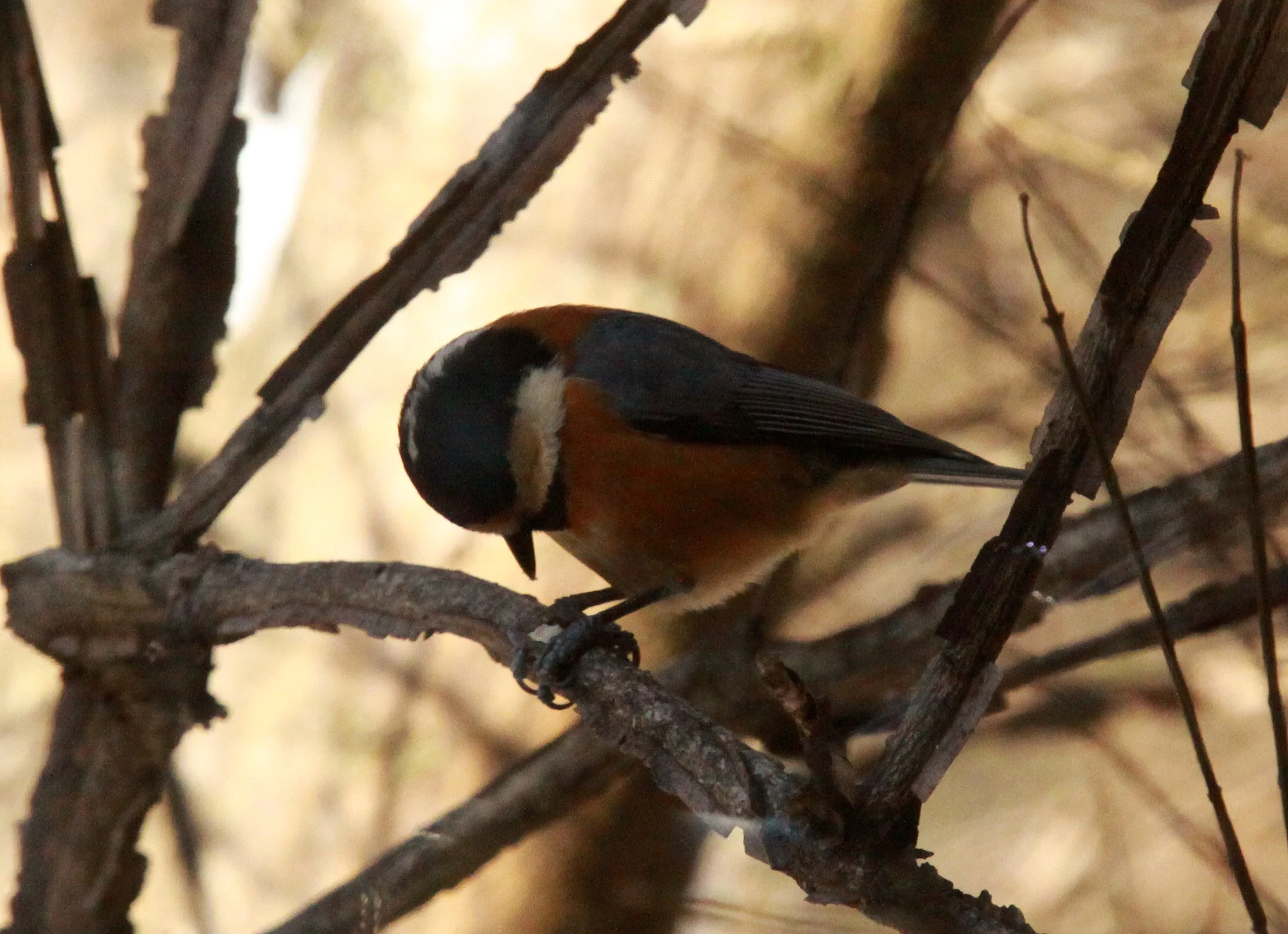 Varied Tit (Sittiparus varia) Shiobutsu Onsen, Karuizawa Japan (7).JPG