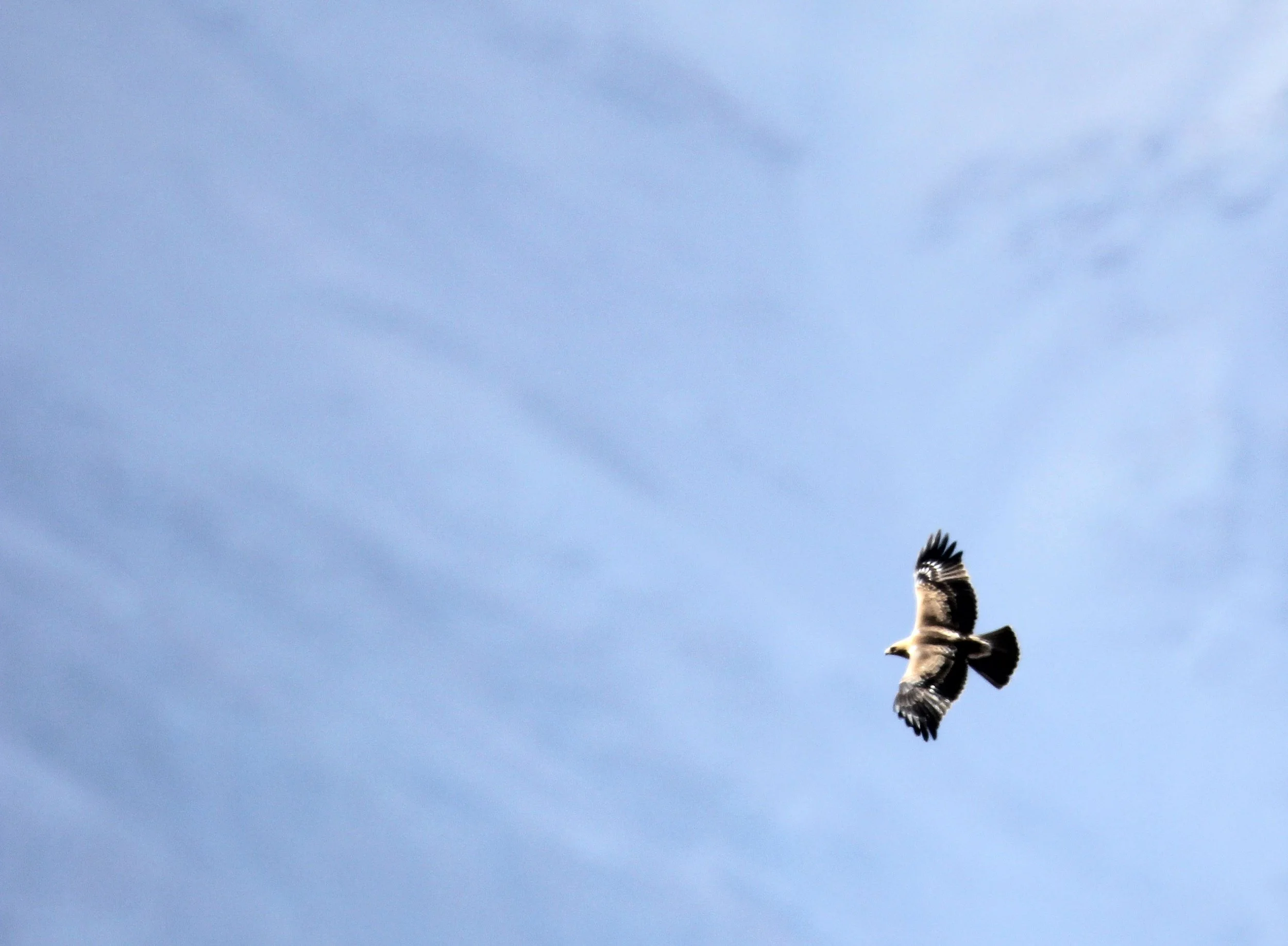 Hieraaetus pennatus - BOOTED EAGLE - HEMIS NATIONAL PARK - LADAKH INDIA - JAMMU & KASHMIR NEAR ULLEY VALLEY (16).JPG