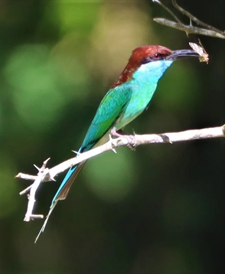 BEE-EATER - BLUE-THROATED BEE-EATER - Merops viridis - Khao Mai Kaeo, Bang Lamung District, Chon Buri (30).jpg