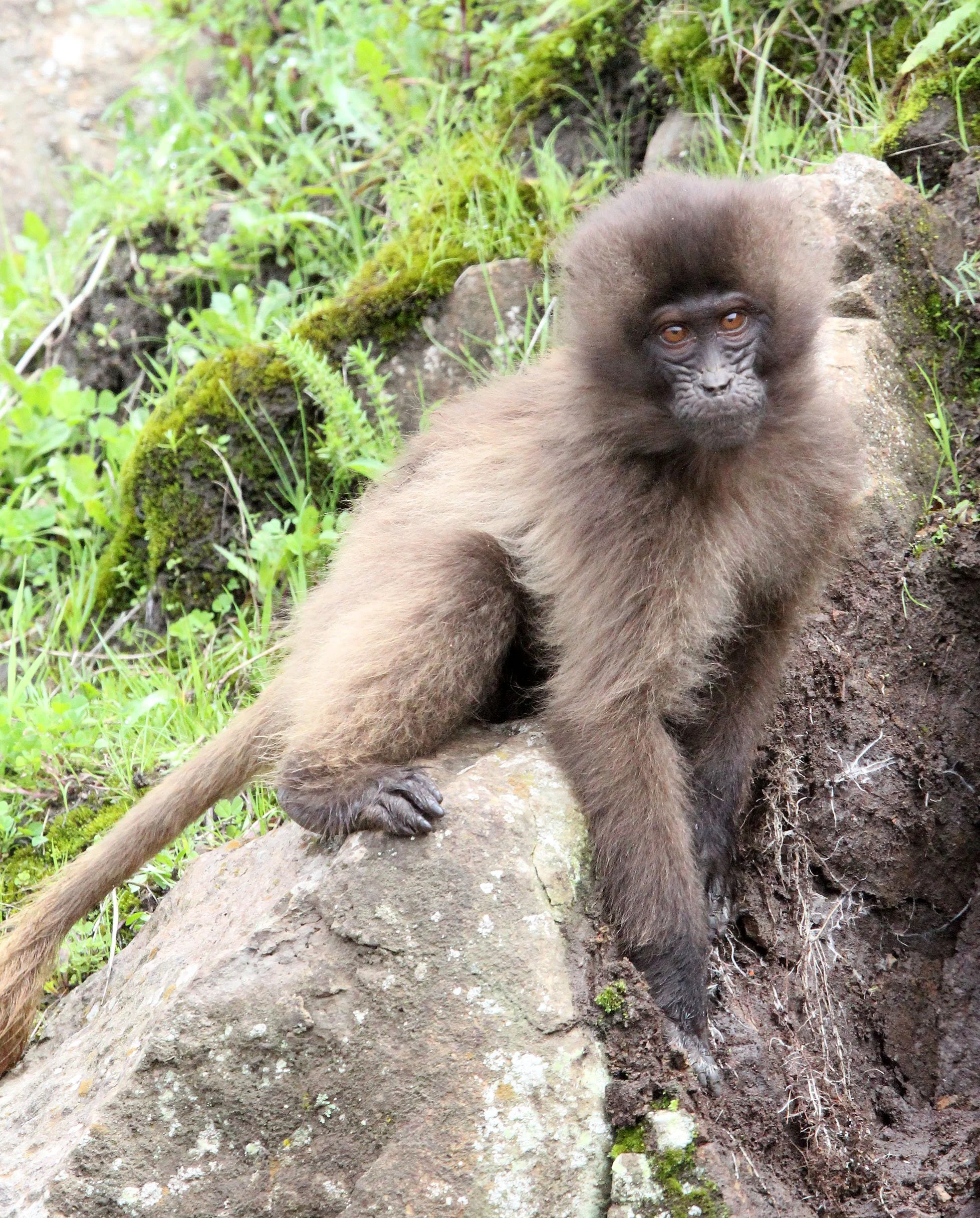 CERCOPITHECIDAE - Theropithecus gelada - GELADA - SIMIEN MOUNTAINS NATIONAL PARK ETHIOPIA (1671).JPG