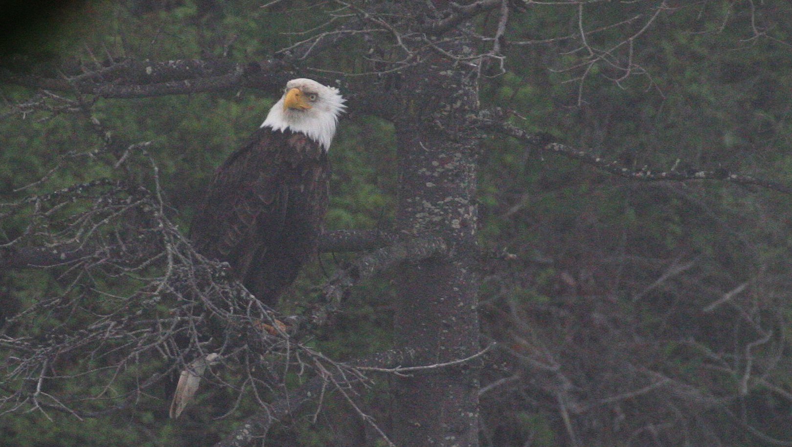 Haliaeetus leucocephalus - AMERICAN BALD EAGLE - LAKE FARM BLUFFS WASHINGTON (220).JPG