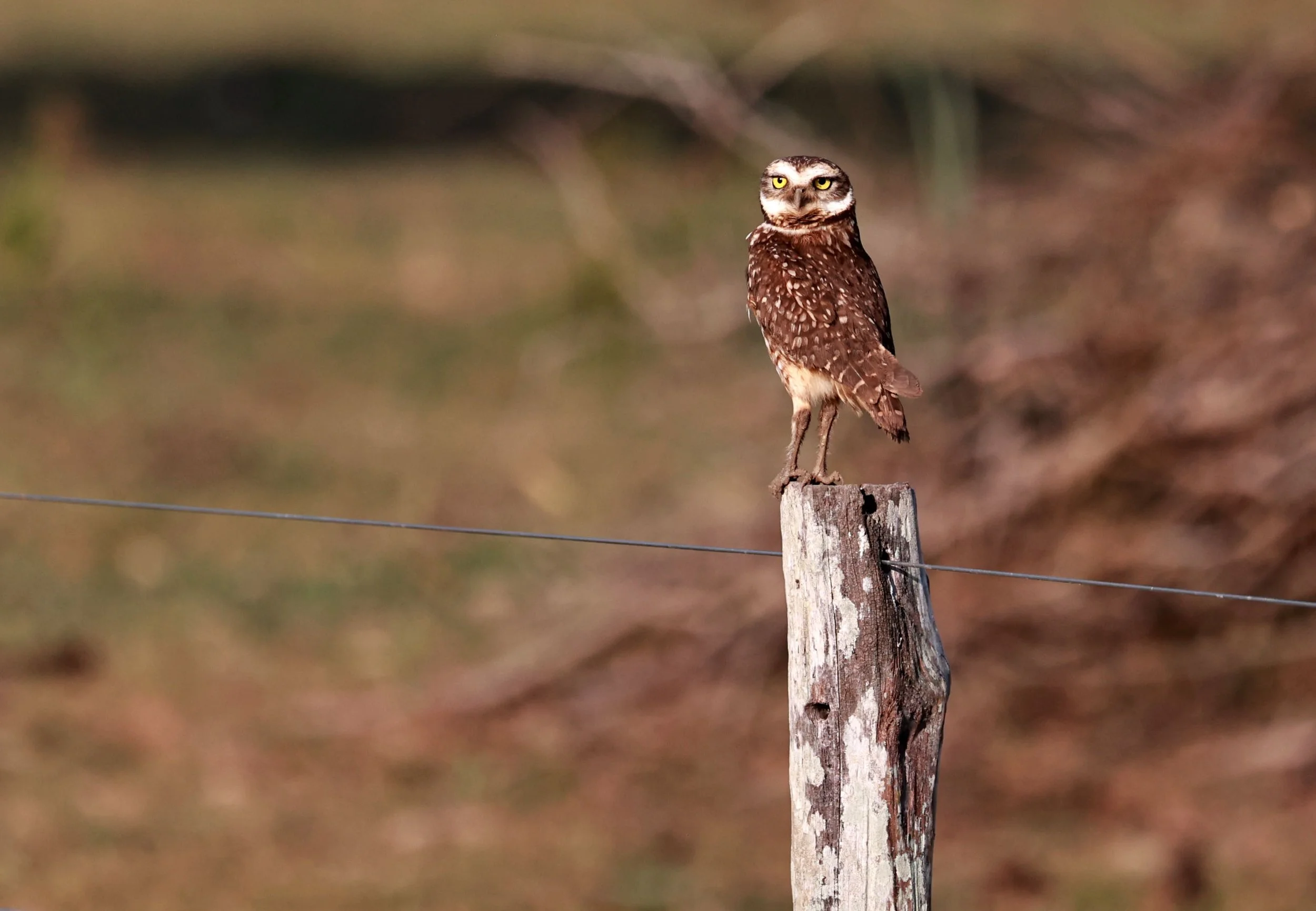 Owl - Burrowing Owl - Pousada Aguape - Fazenda São José Zona Rural, Aquidauana, Mato Grosso do Sul, Brazil (11).jpg