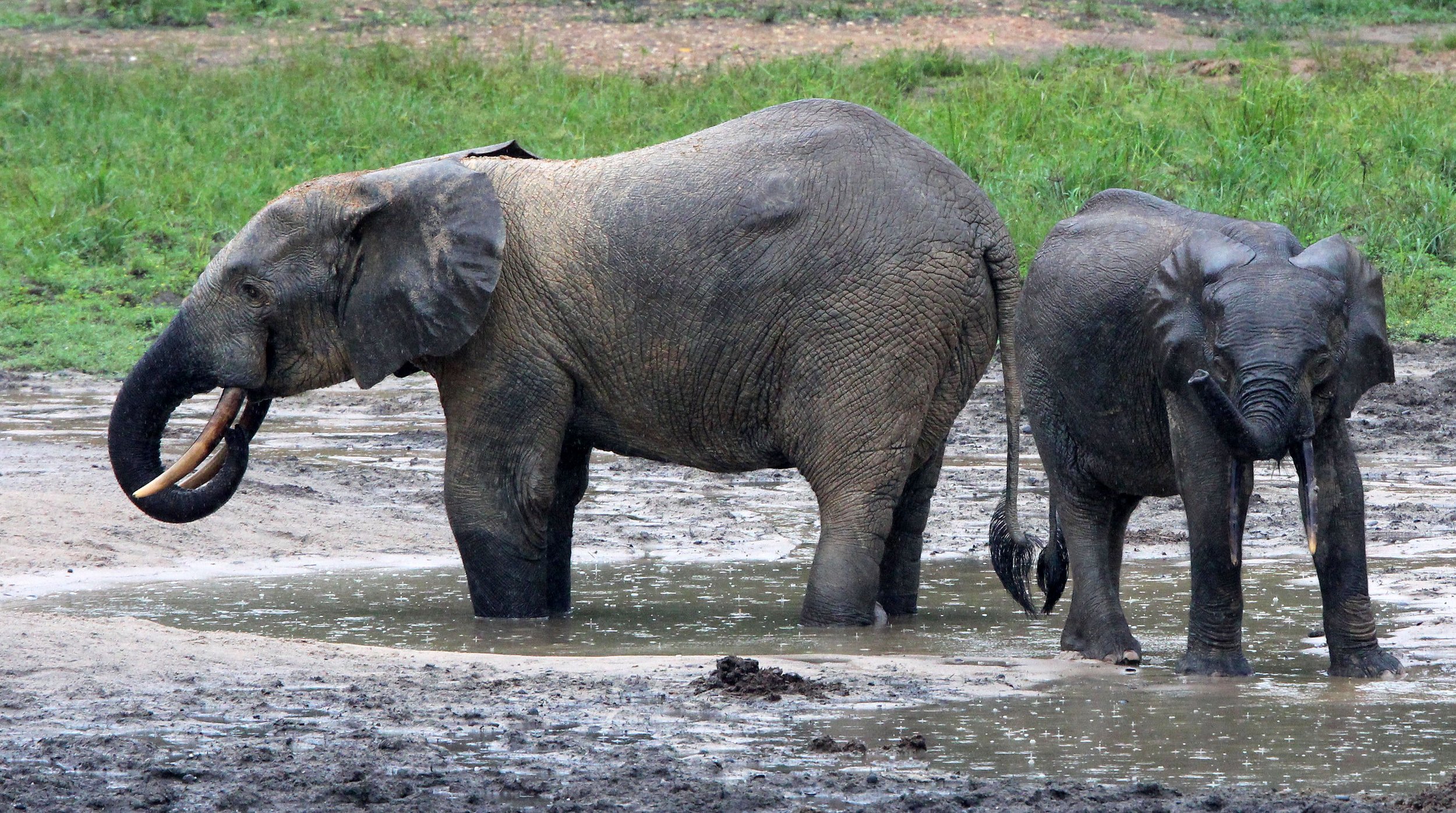 ELEPHANT - FOREST ELEPHANT - DZANGA BAI - DZANGA NDOKI NP CENTRAL AFRICAN REPUBLIC (44).JPG