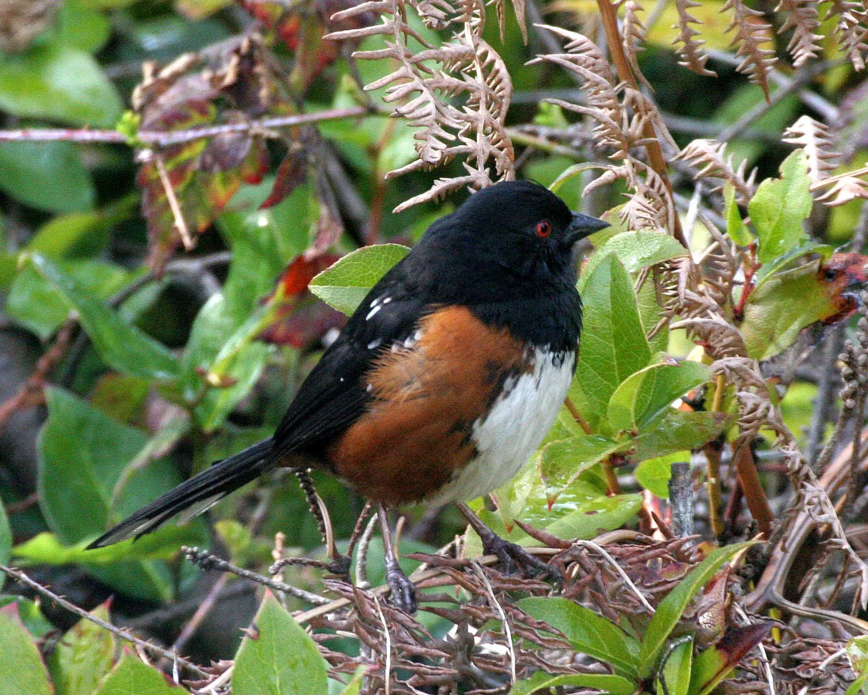 Spotted Towhee (Pipilo maculatus) Port Angeles Washington (4).jpg