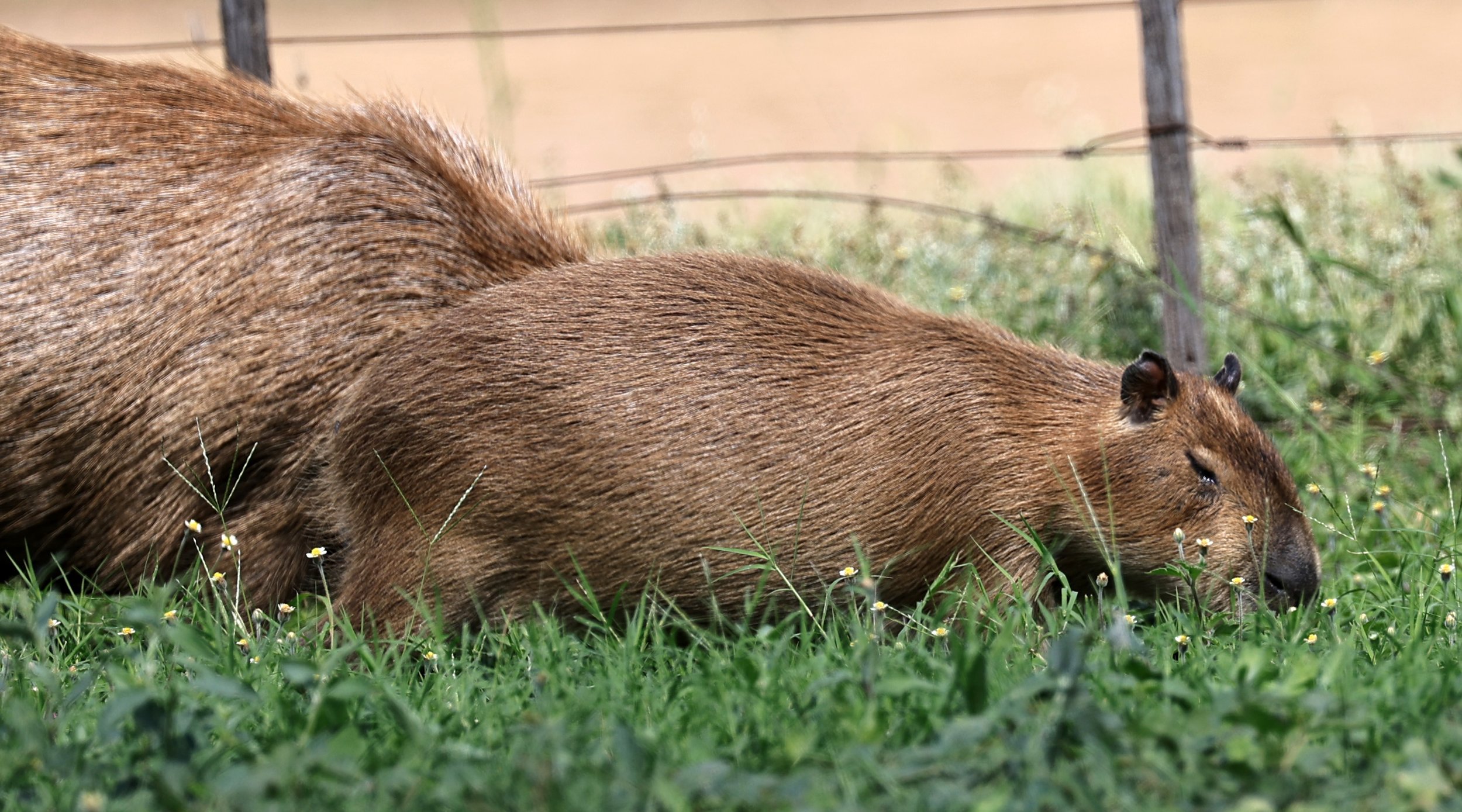 Capybara (Hydrochoerus hydrochaeris) Loma Plata Paraguay - Brunnen Strasse (50).jpg