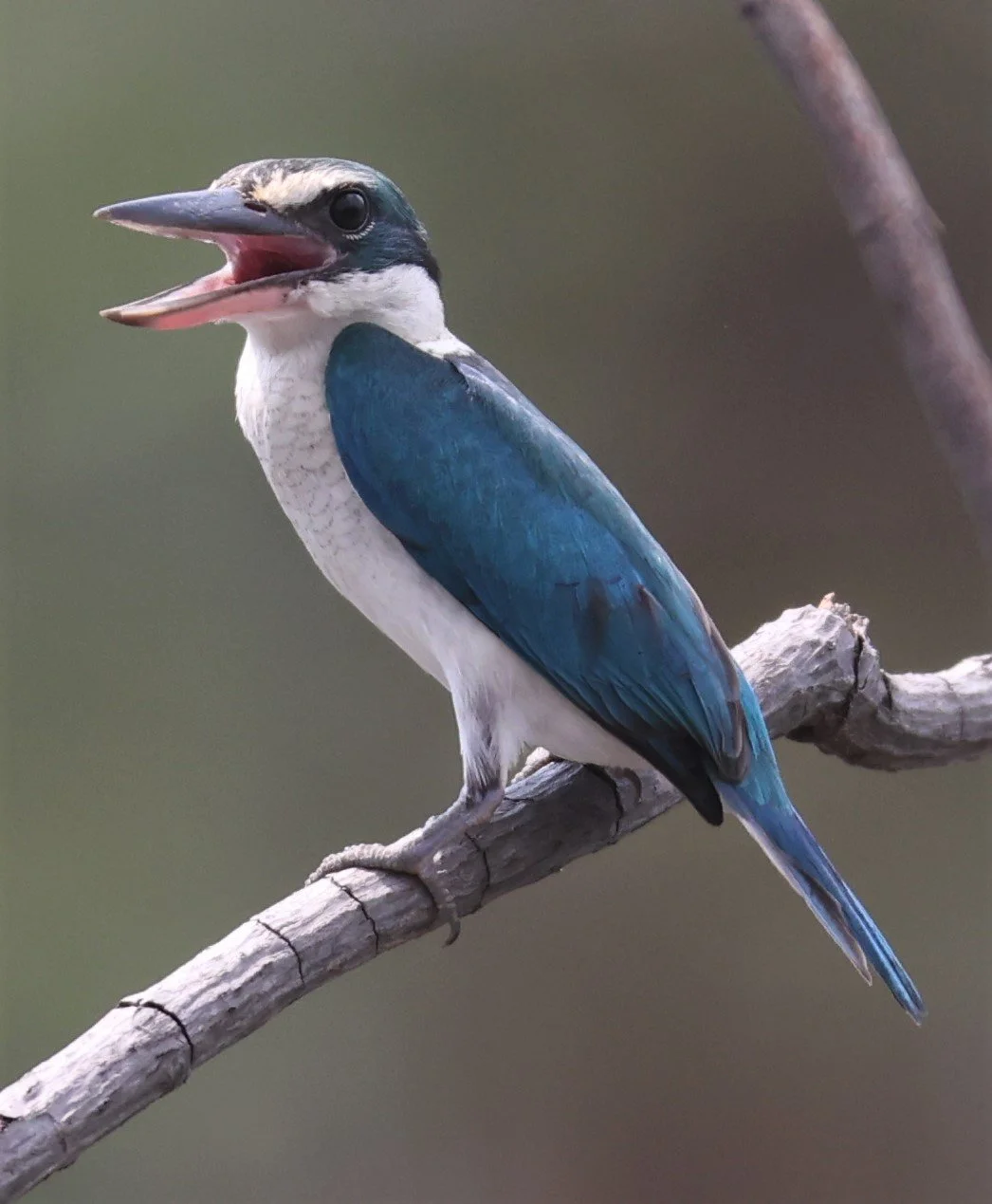KINGFISHER - COLLARED KINGFISHER - Todiramphus chloris - BANG PU OCTOBER 2 2021 (14).jpg