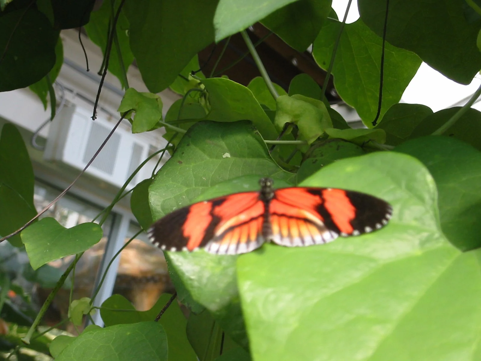 2003-8-3 WASHINGTON VISIT WITH THE ROBINSONS (38).JPG