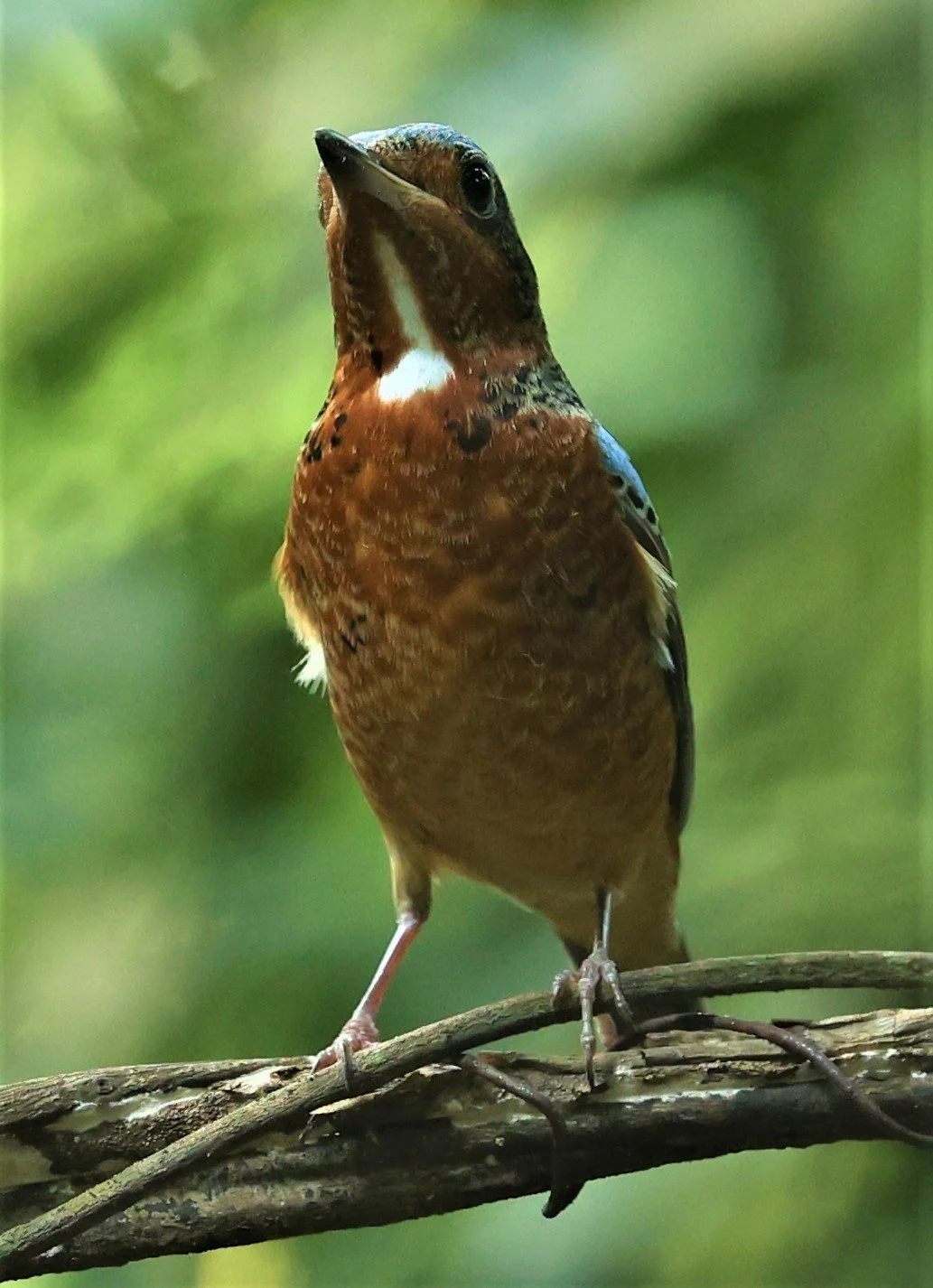 ROCK-THRUSH - WHITE-THROATED ROCK-THRUSH - Monticola gularis - WAT THAM PRATHUM CHONBURI March 2022 (8).jpg