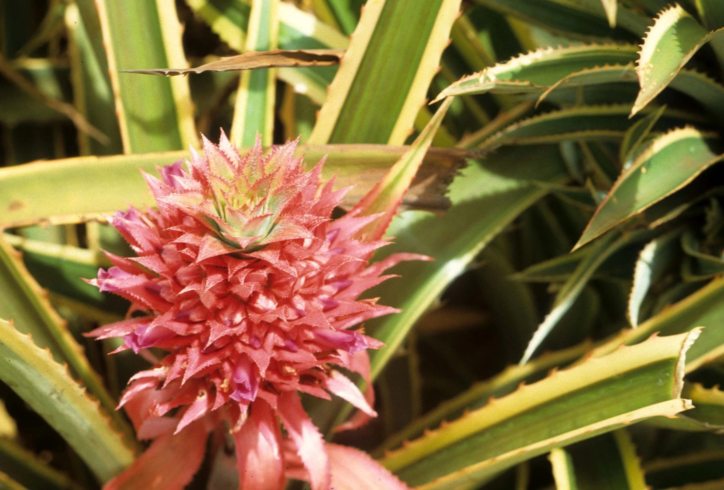 HAWAII - PINEAPPLE SPECIES (2).jpg