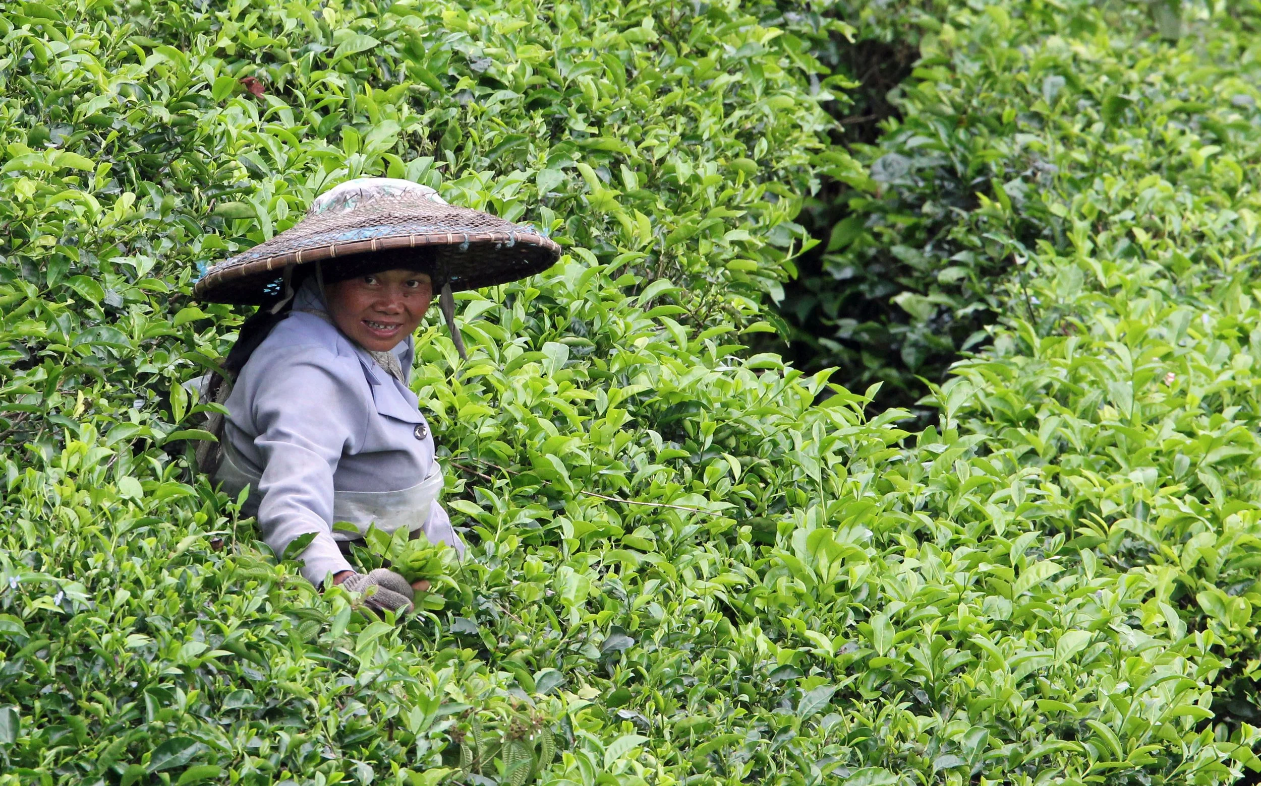 HALIMUN NATIONAL PARK JAVA BARAT INDONESIA (45).JPG