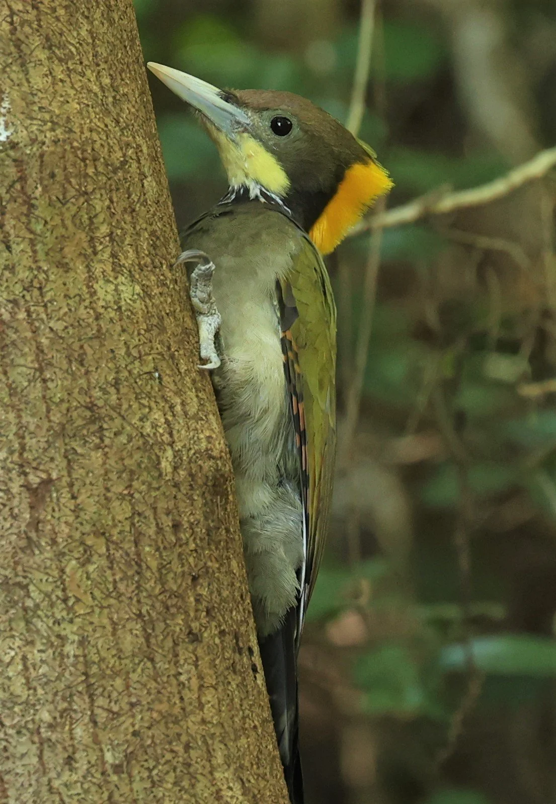 WOODPECKER - GREATER YELLOWNAPE - Chrysophlegma flavinucha - PETCHABURI PROVINCE - NUY HIDE NEAR KAENG KRACHAN JAN 2022 (47).jpg