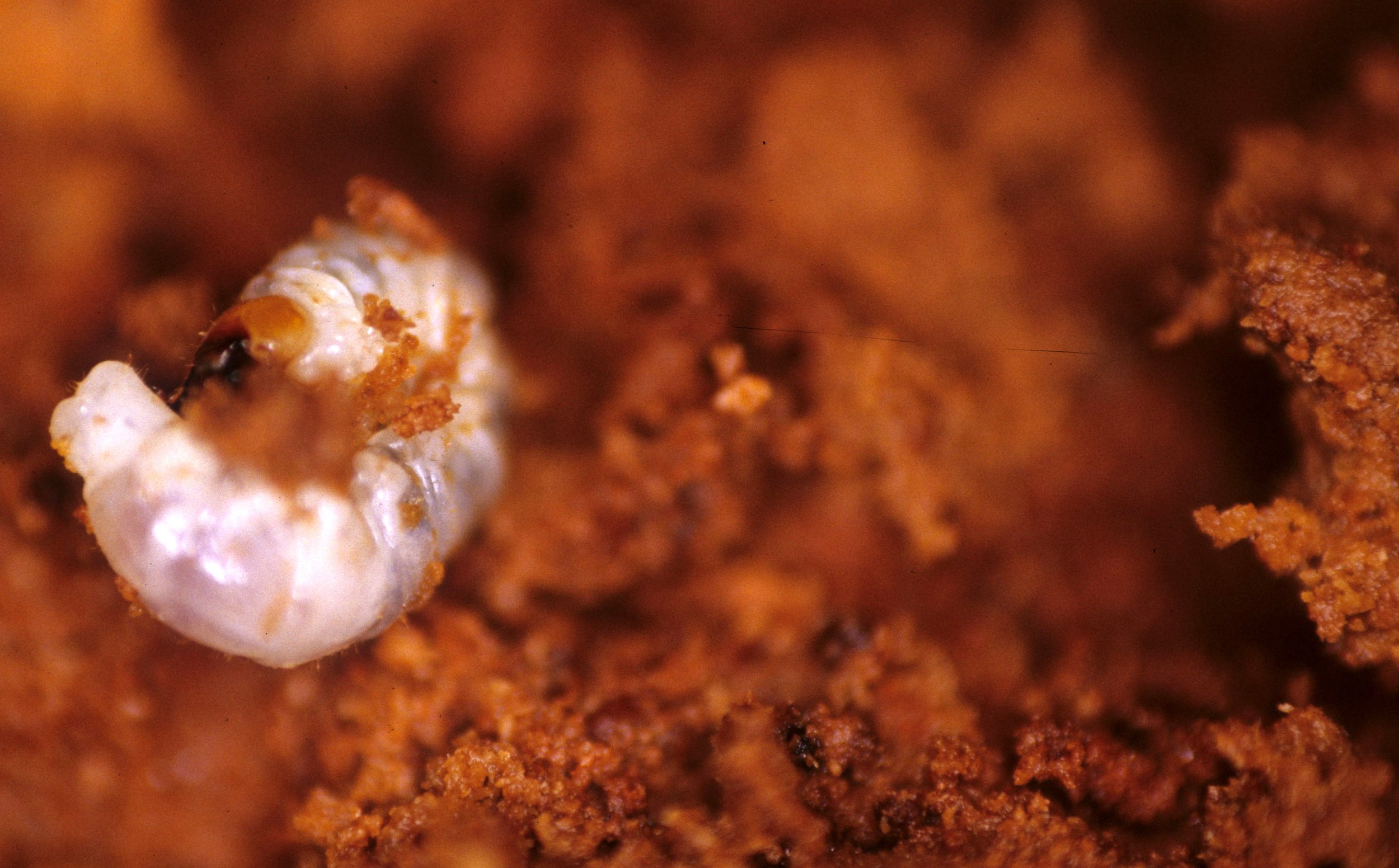 INVERTS - COLEOPTERA - PLATYCERUS OREGONENSIS LARVA.jpg