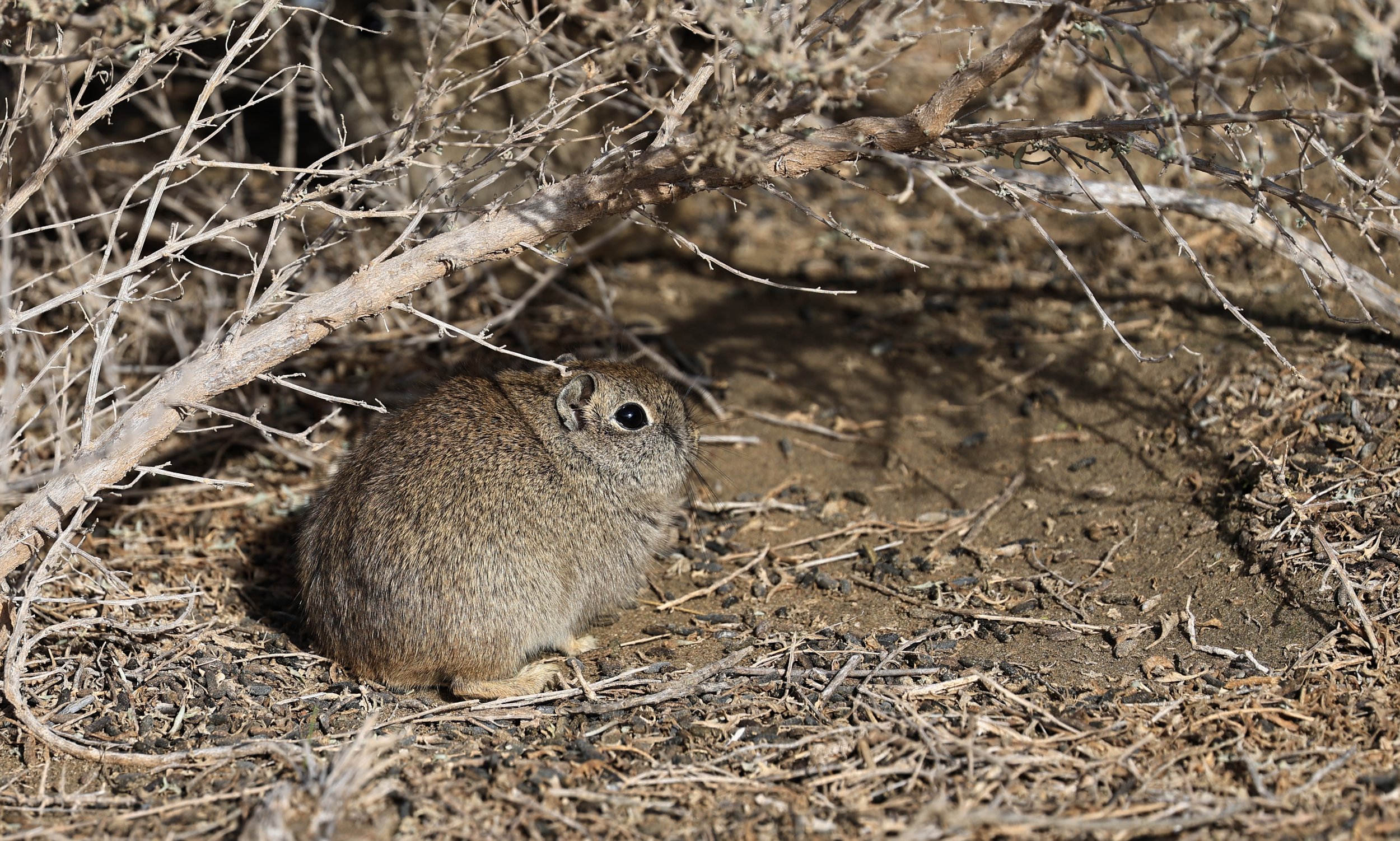 Southern Mountain Cavy (Microcavia australis) Valdes Peninsula, Chubut Province, Argentina Day 2 (1 (101).jpg