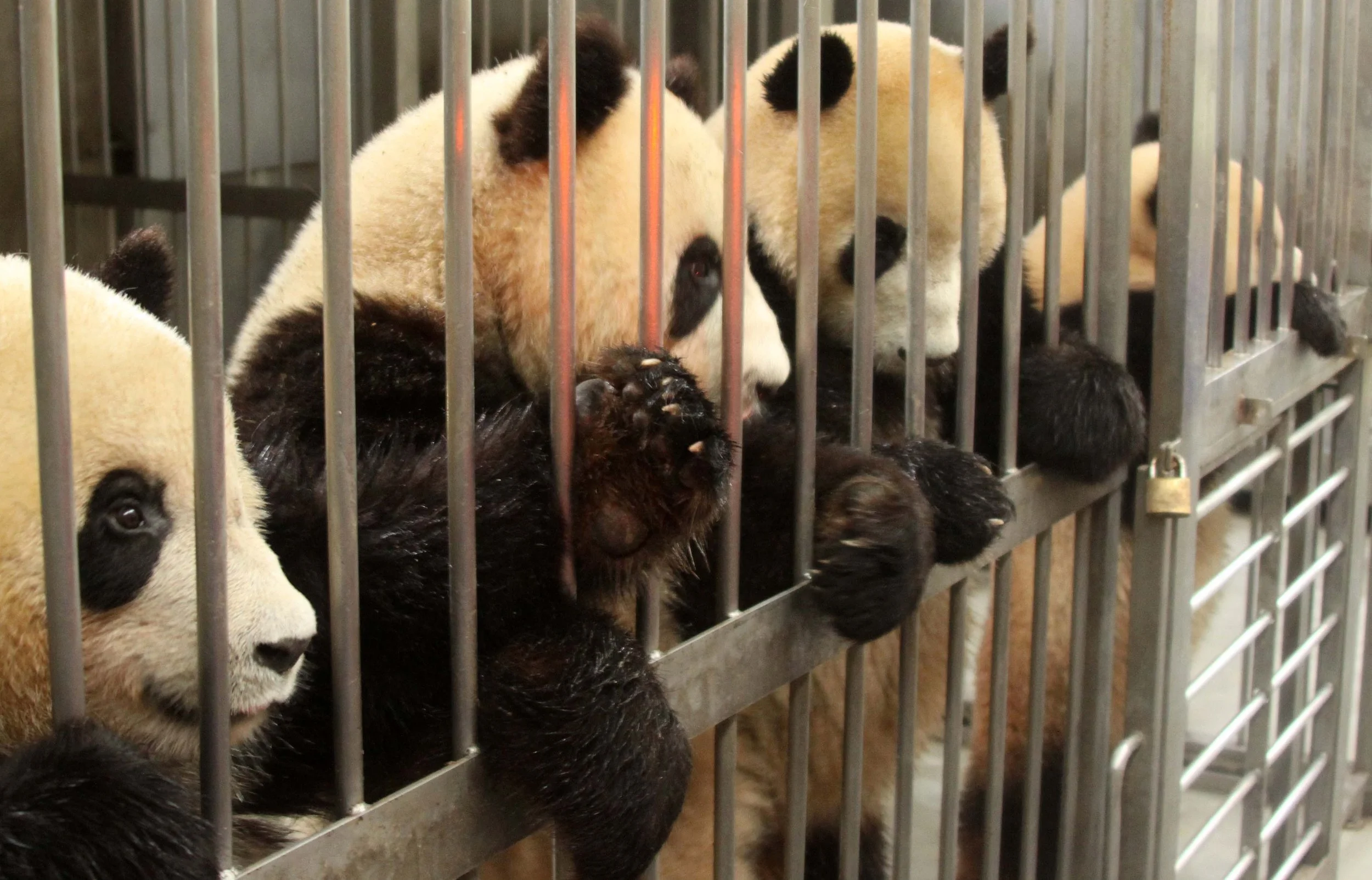 CHENGDU GIANT PANDA BREEDING CENTER - CHINA ALIVE 2011 (20).JPG