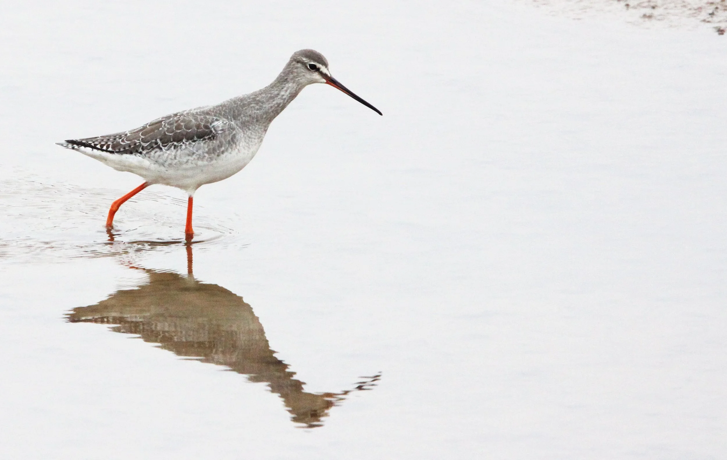 BIRD - REDSHANK - SPOTTED REDSHANK - TRINGA ERYTHROPUS - NANJI HILL RESERVE POYANG LAKE, JIANGXI PROVINCE, CHINA (8).JPG
