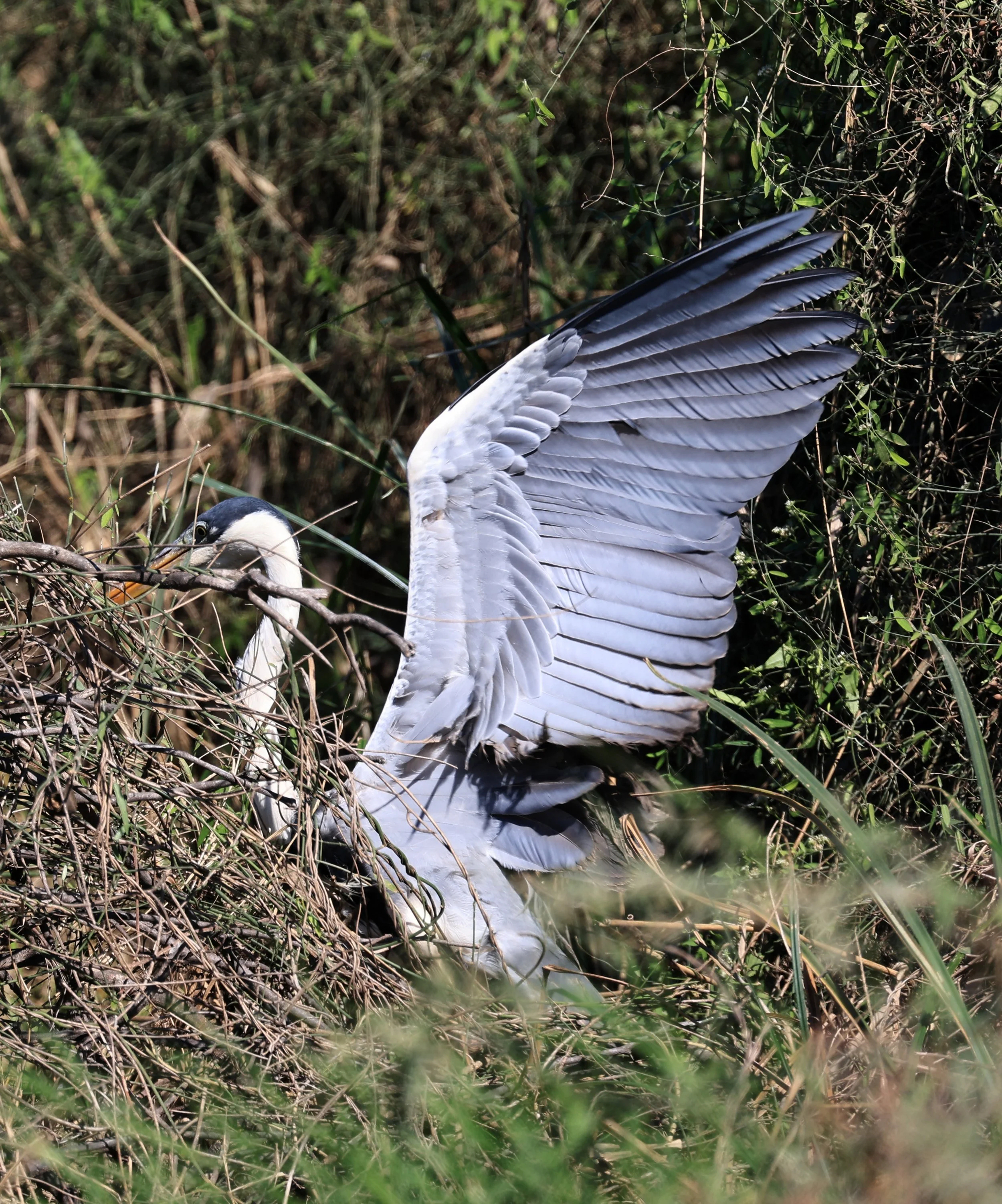 Cocoi Heron (Ardea cocoi) Agua Dulce Paraguay (5).jpg