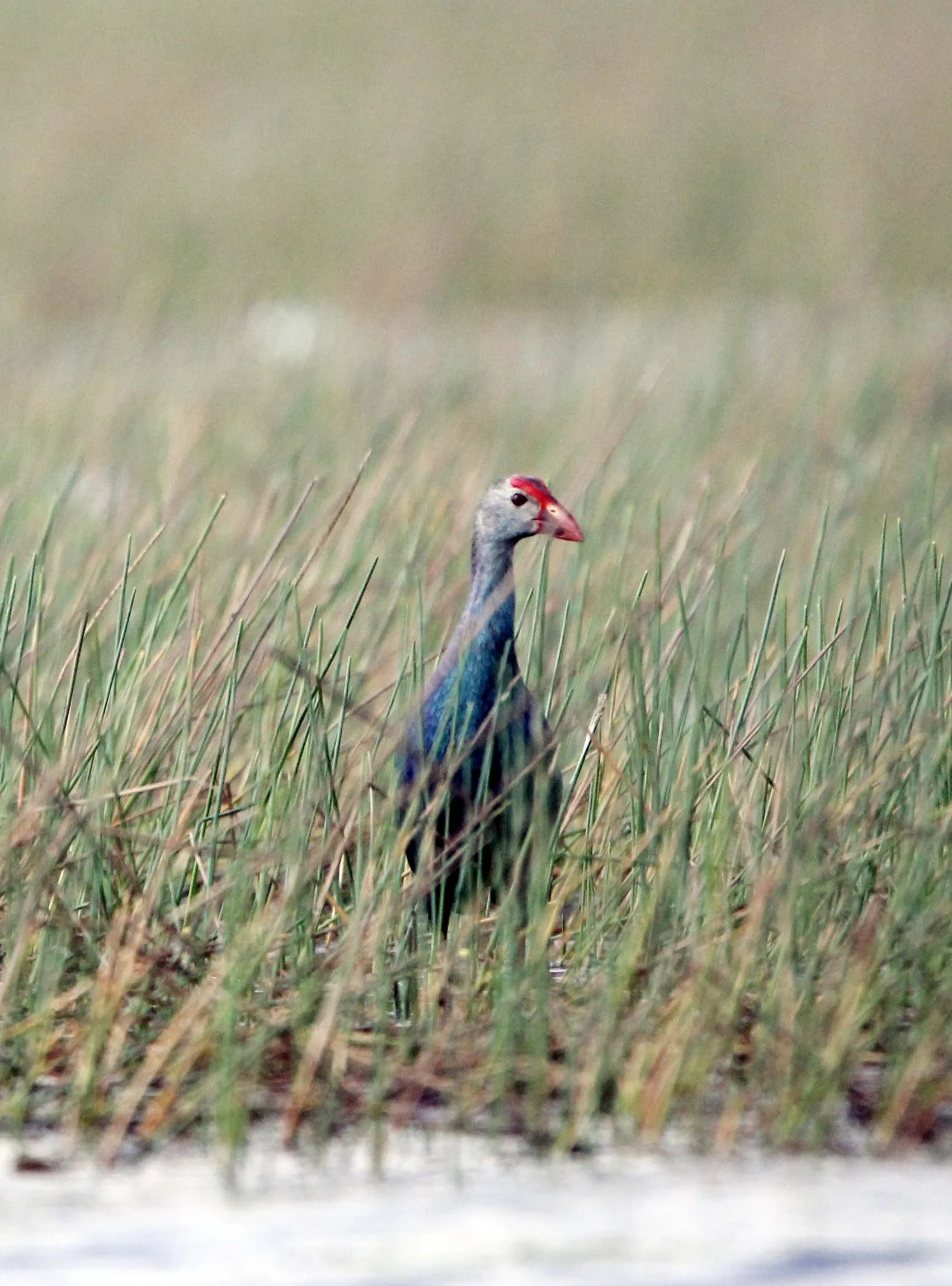 Purple Swamphen (Porphyrio porphyrio) Thale Noi Wetlands Patthalung (10).JPG