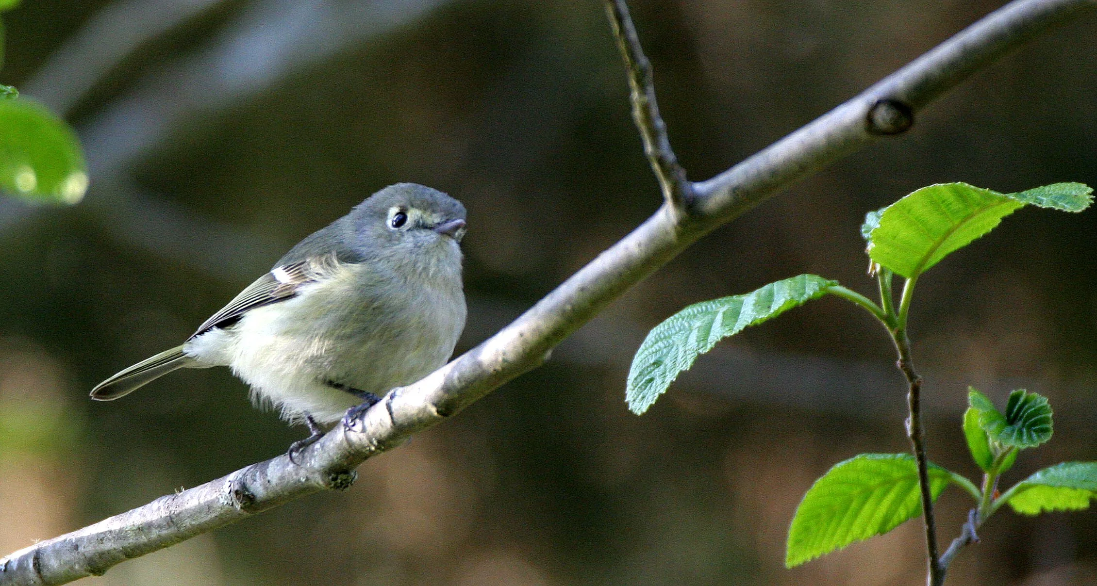 Hutton's Vireo (Vireo huttoni) Lake Farm Olympic Peninsula Washington (33).JPG