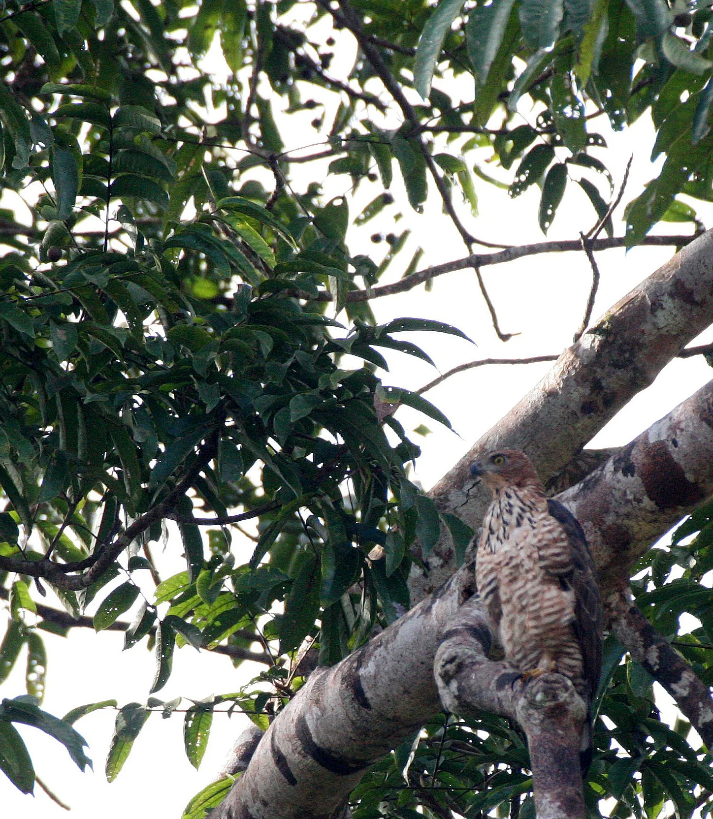 Nisaetus nanus - WALLACE'S HAWK-EAGLE - KINABATANGAN RIVER BORNEO (3).JPG