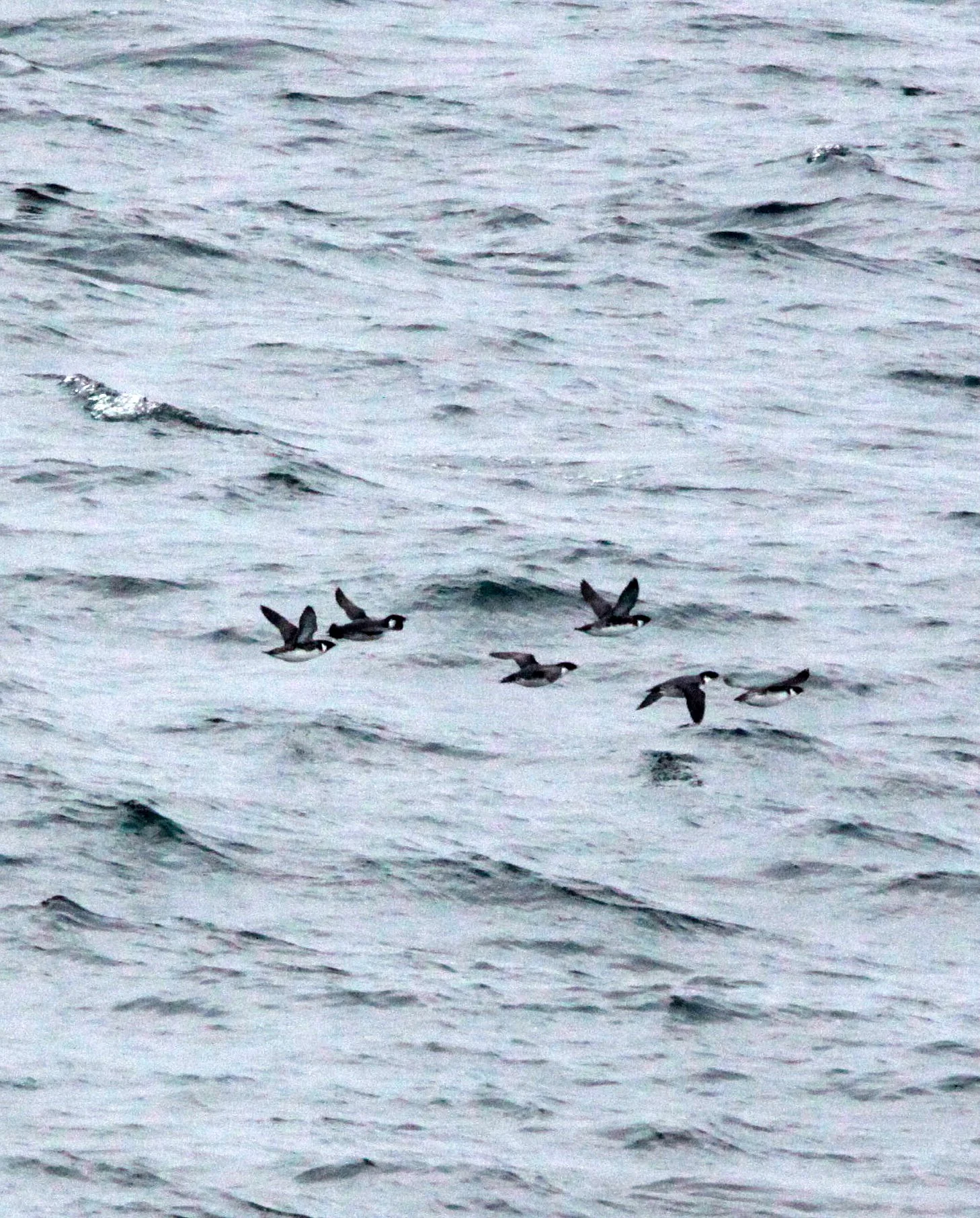 Synthliboramphus antiquus - ANCIENT MURRELET - CAPE IRAGO STRAIT JAPAN (20).JPG