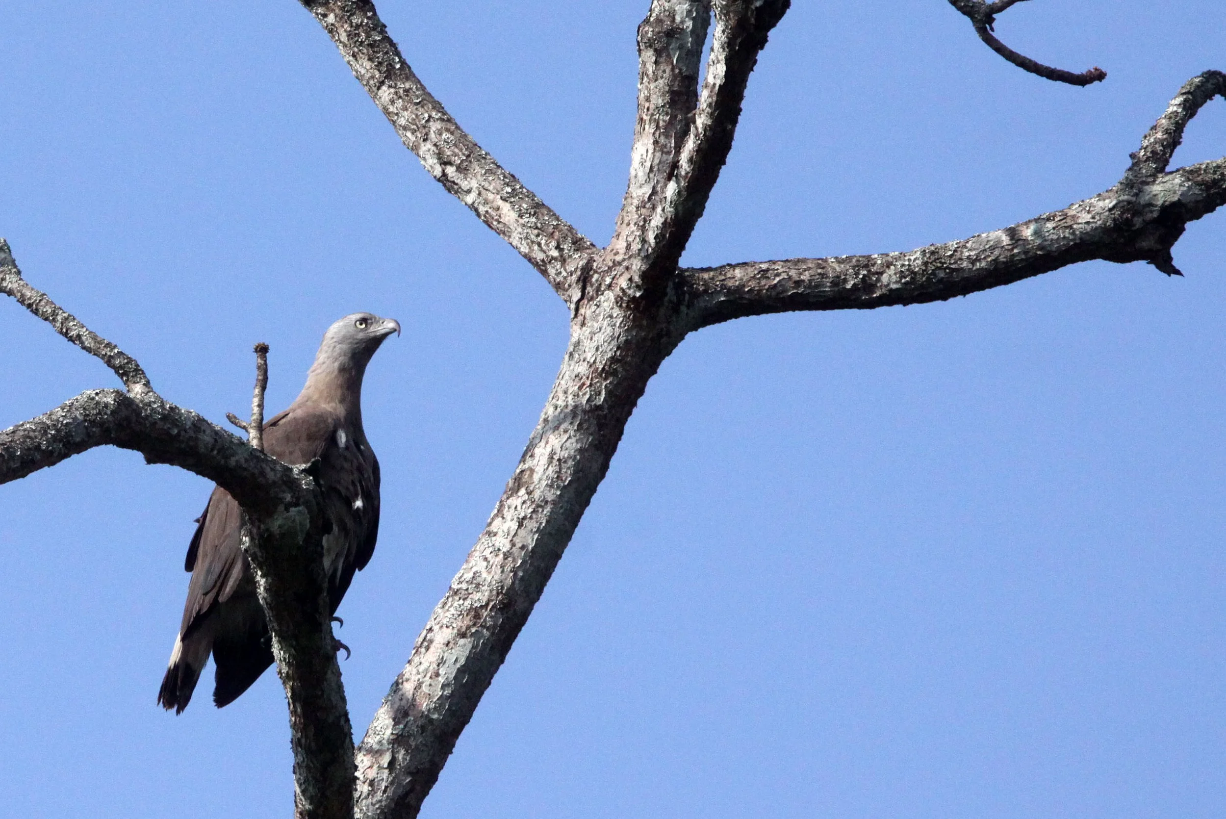 Haliaeetus ichthyaetus - GREY-HEADED FISH EAGLE - KAZIRANGA NATIONAL PARK ASSAM INDIA (27).JPG