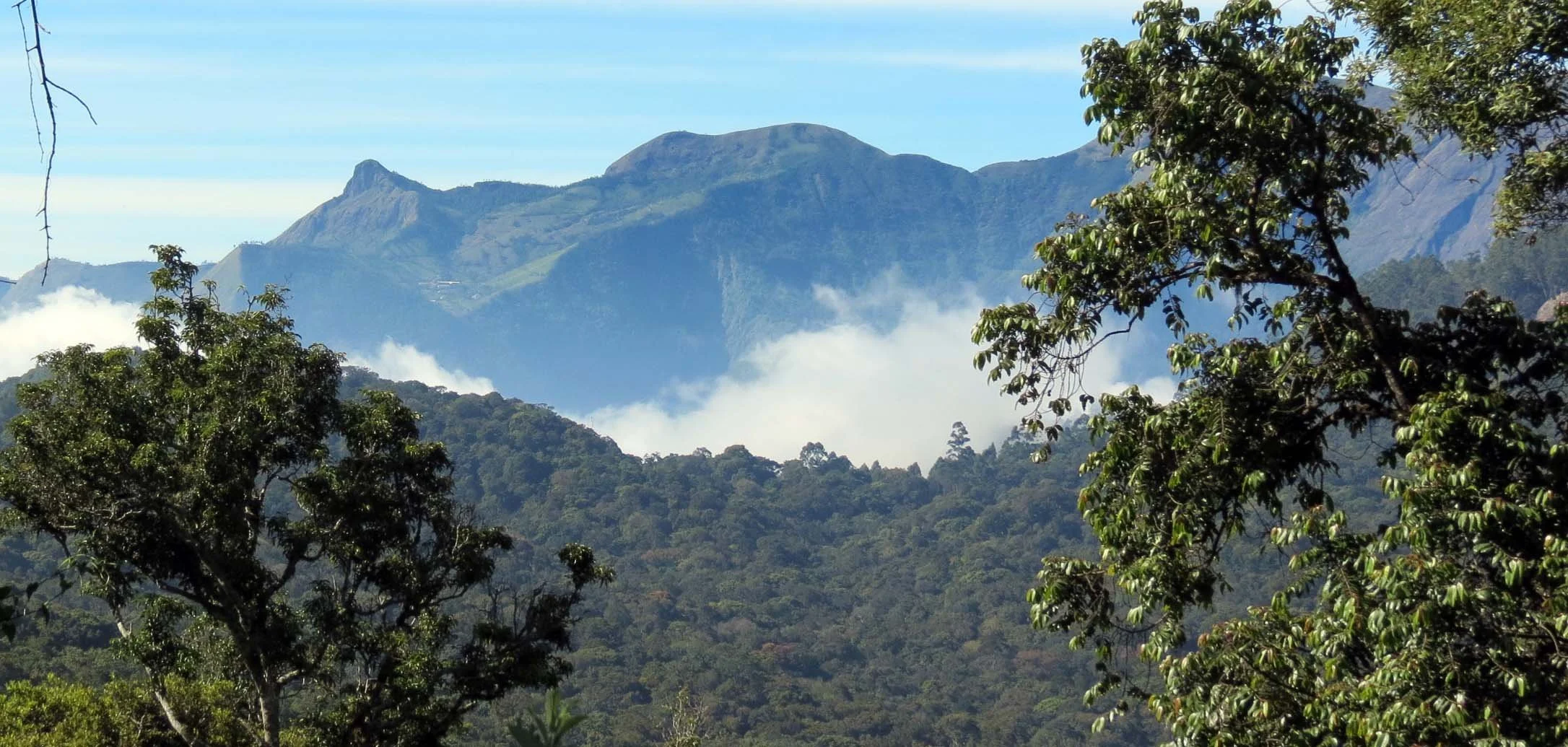 PAMPADUM SHOLA NATIONAL PARK INDIA - VATTAVADA (39).JPG