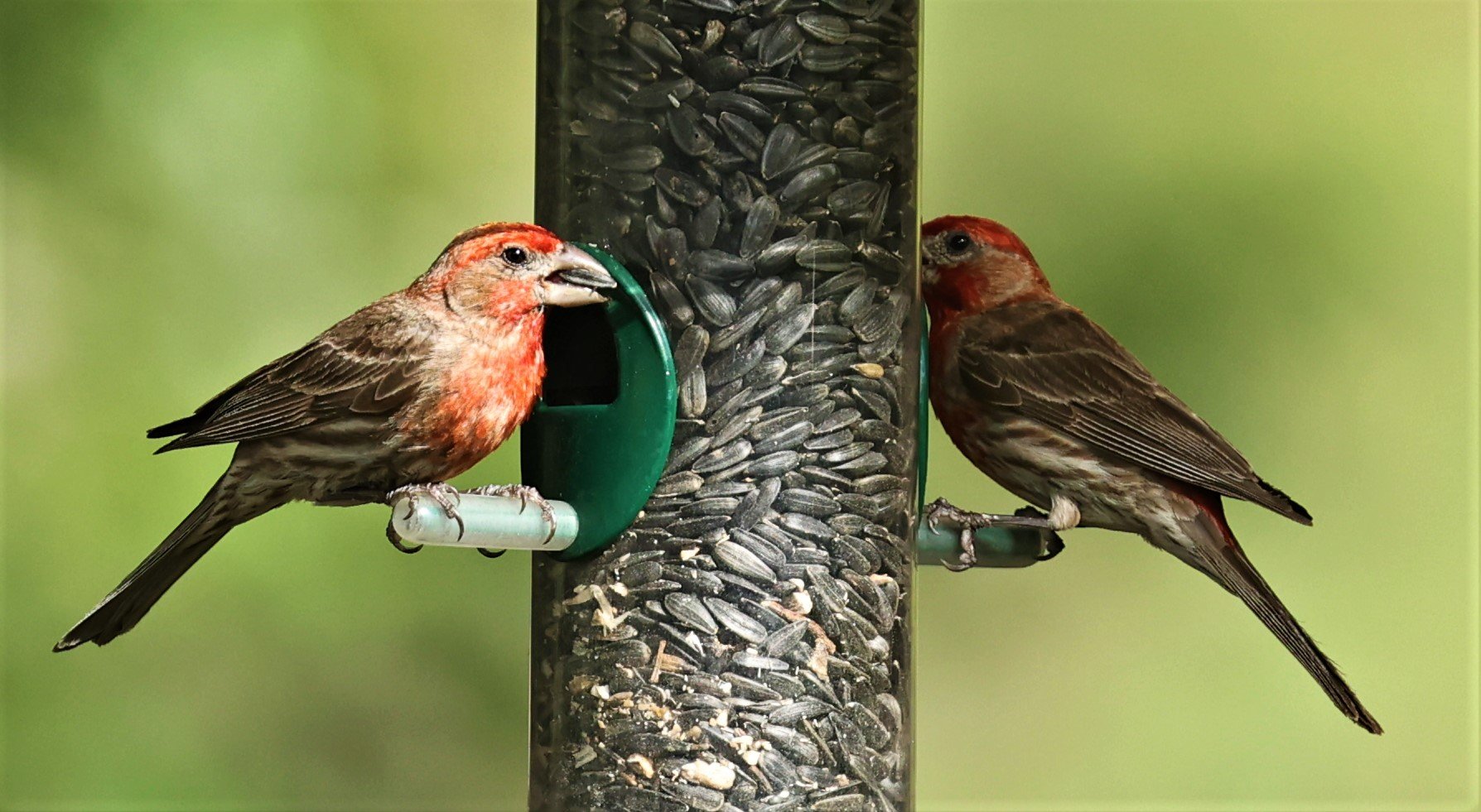 House Finch (Haemorhous mexicanus) Cave Creek Arizona (12).jpg