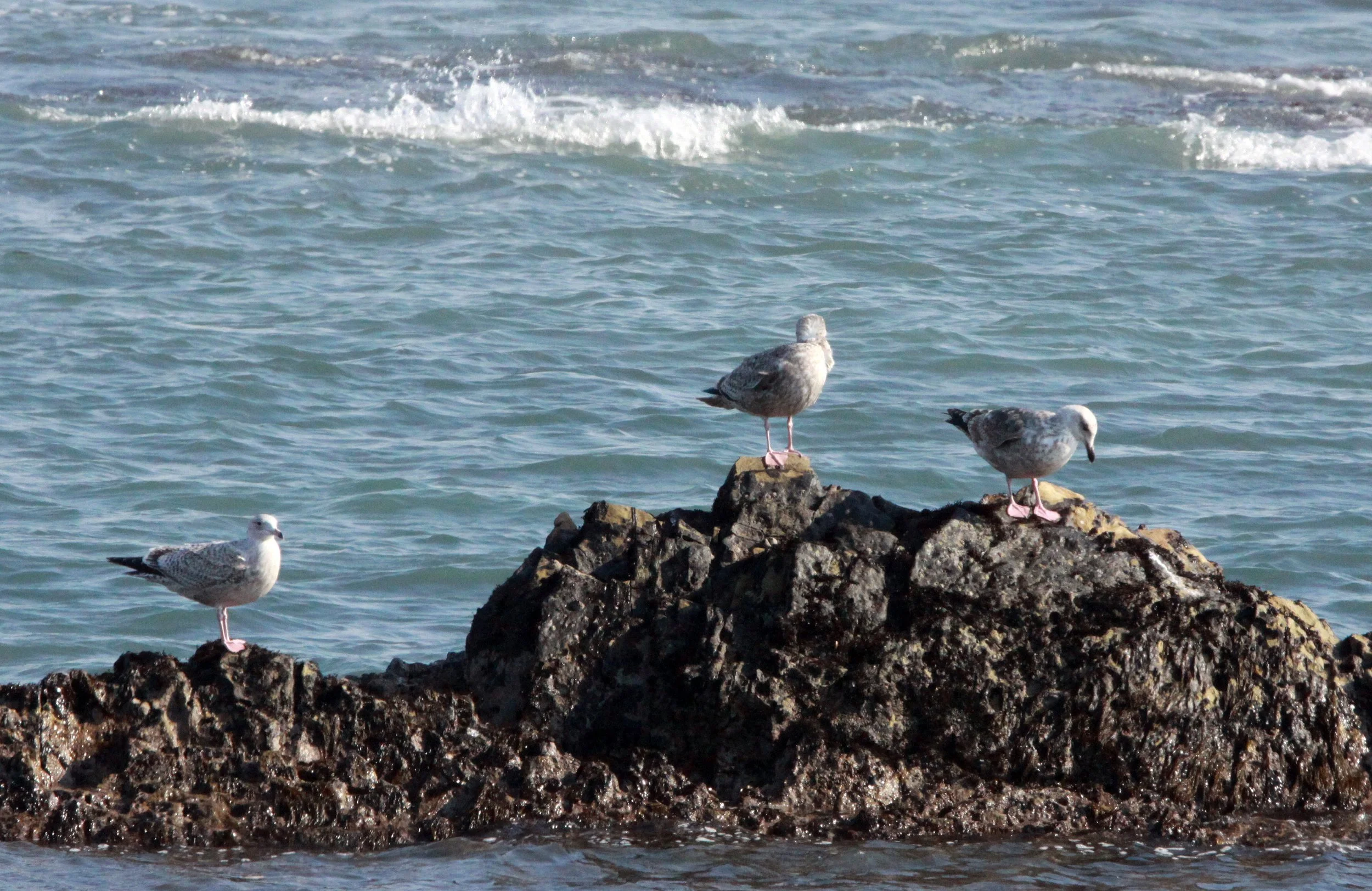 BIRD - VEGA GULL - SHIZUOKA COASTLINE JAPAN (4).JPG