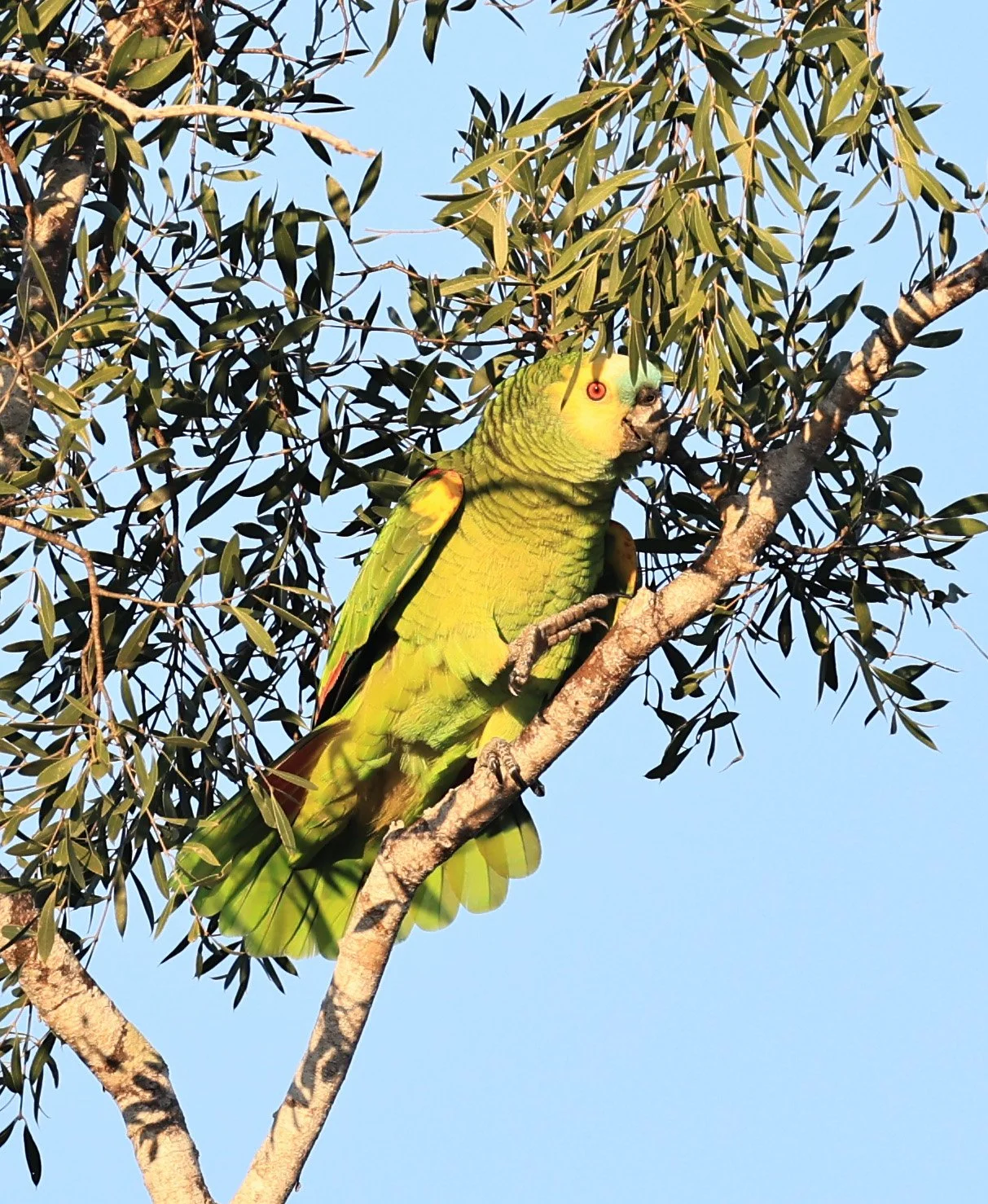 Turquoise-fronted Amazon (Amazona aestiva) Agua Dulce Paraguay (7).jpg