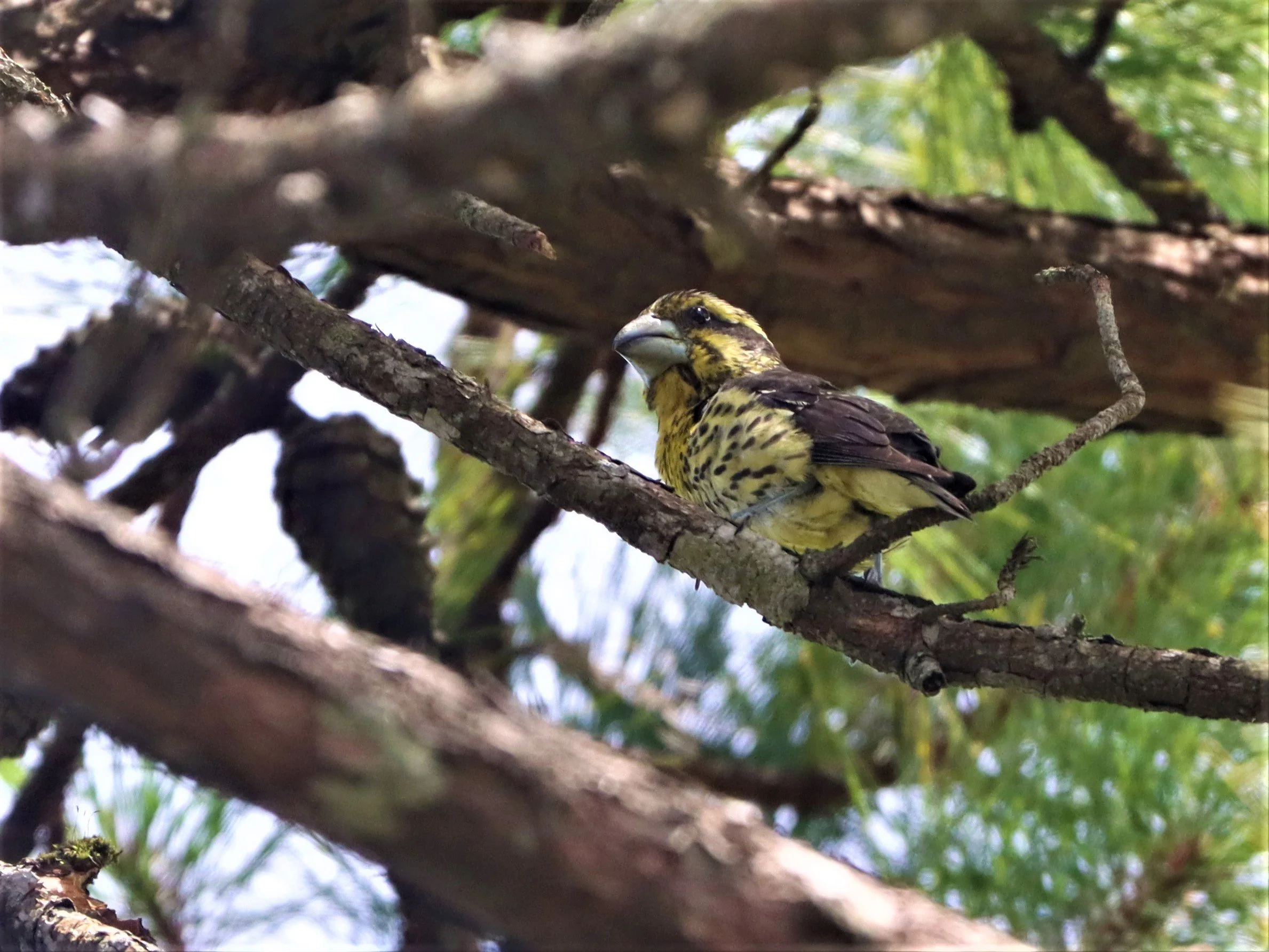 Spot-winged Grosbeak (Mycerobas melanozanthos) Doi Ang Kang, Chiang Mai Thailand (24).jpg
