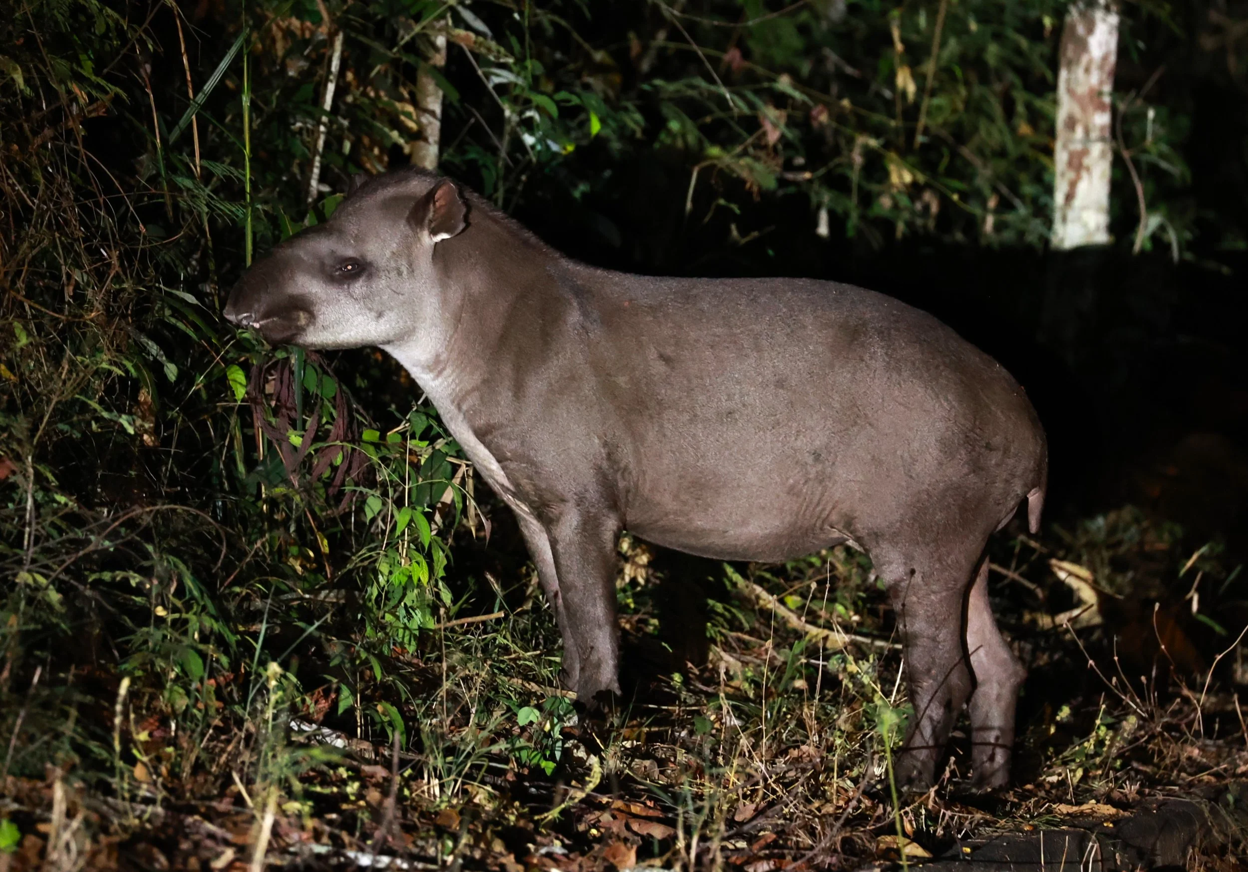 Tapirus terrestris - Brazilian or South American Tapir - Rio Doce State Park, Minas Gerais, Brazil (25).JPG